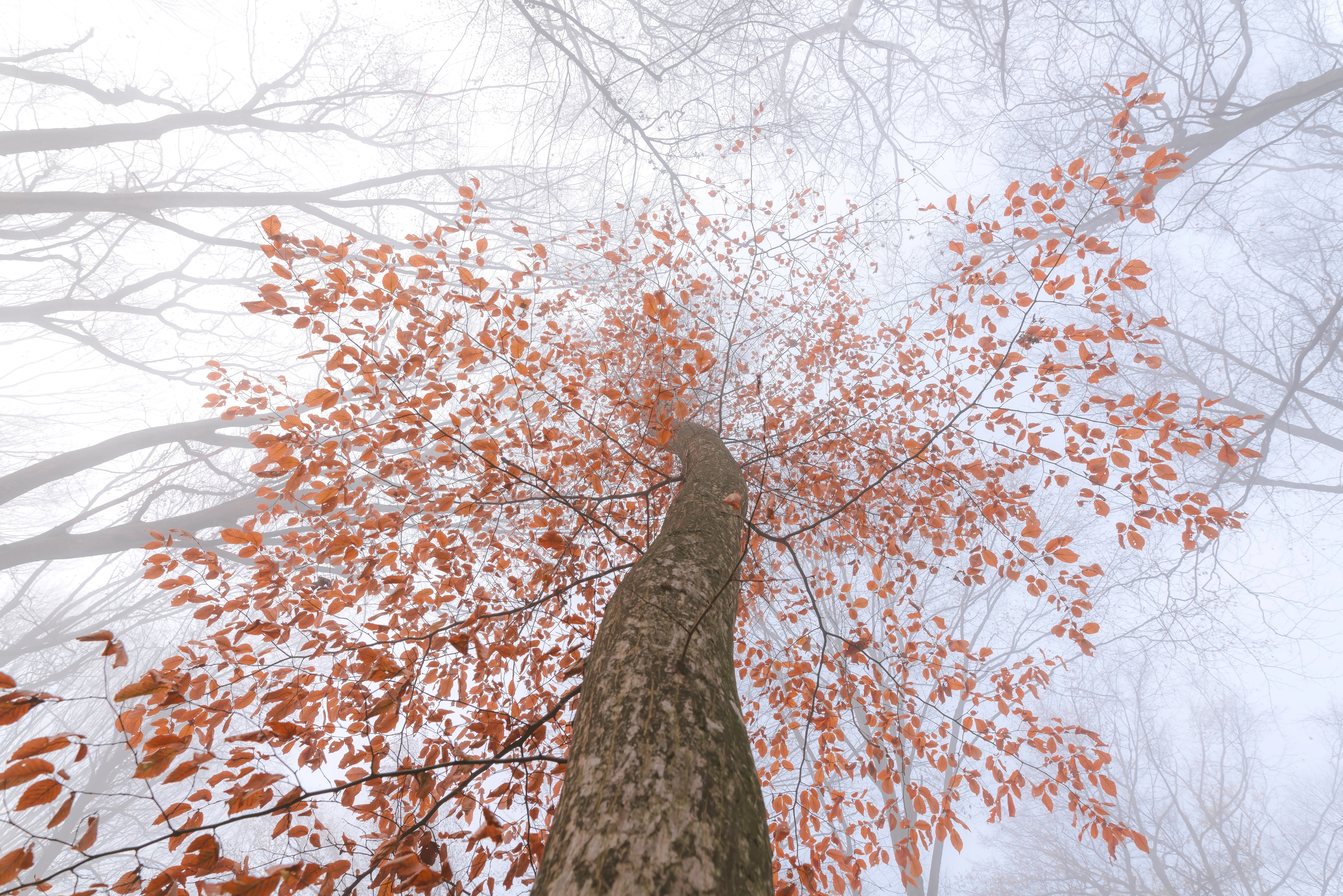 nature, leaves, wood, tree, fog, crown, krone, branches, trunk