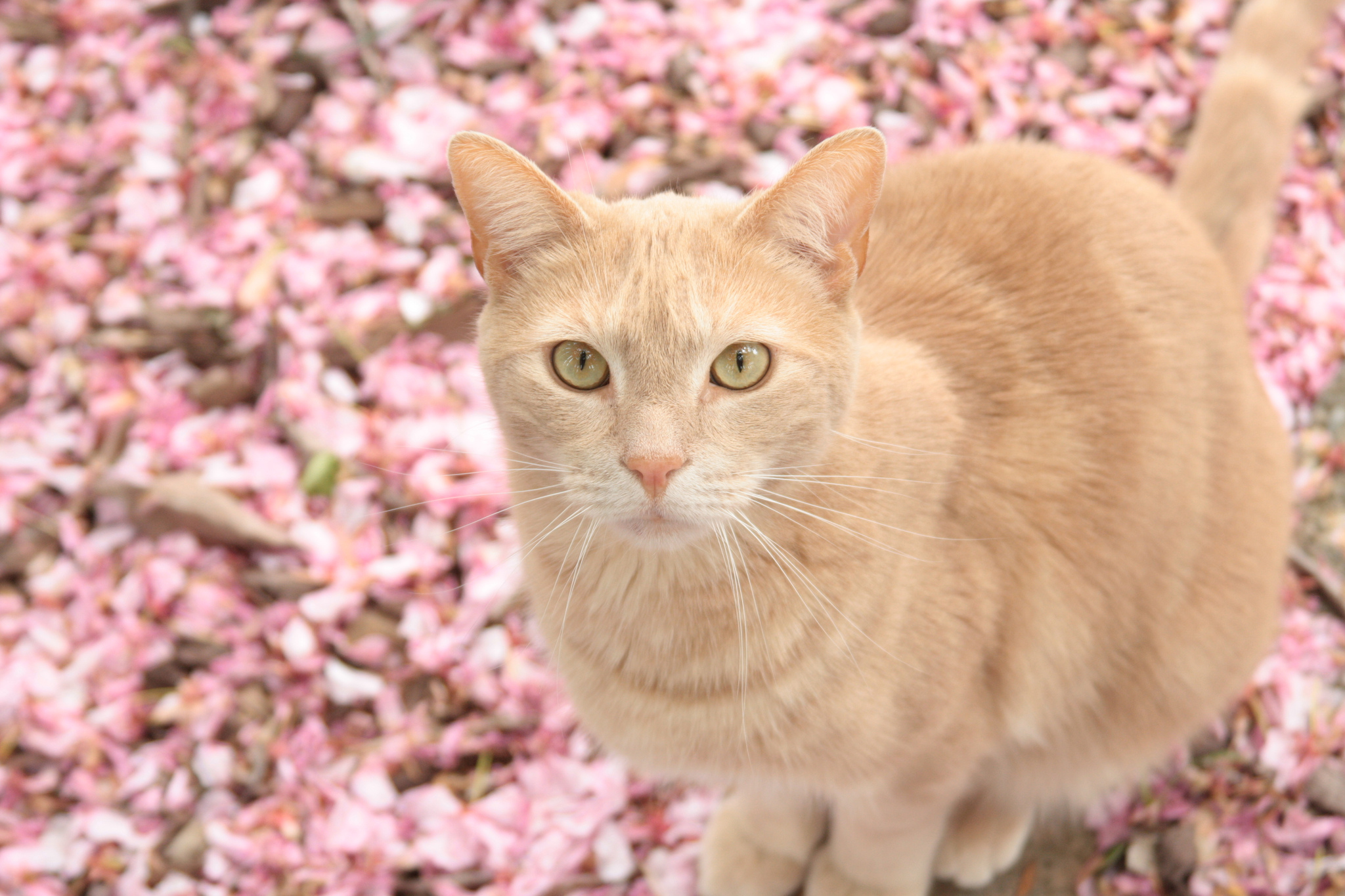 Handy-Wallpaper Tiere, Katzen, Katze kostenlos herunterladen.