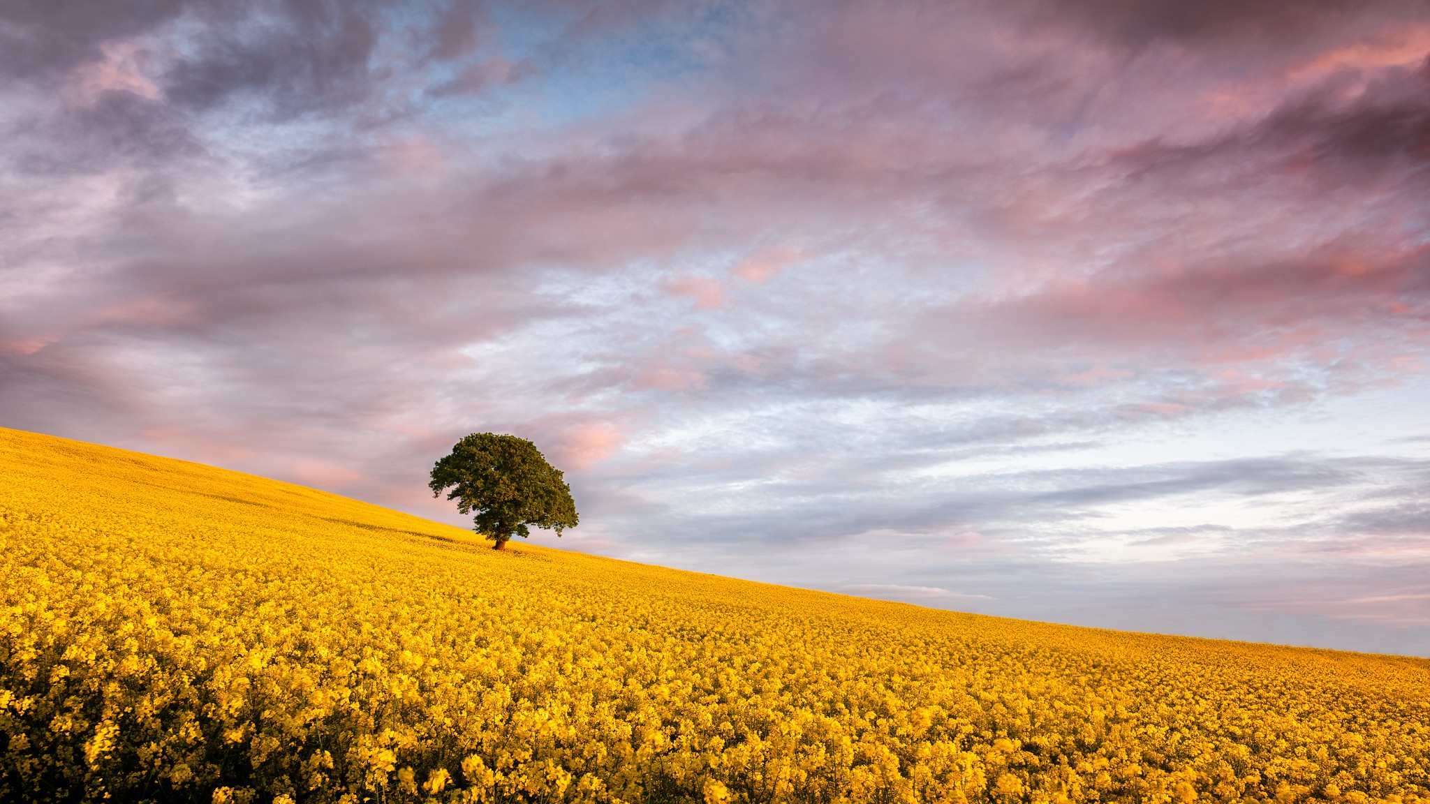 Download mobile wallpaper Nature, Summer, Tree, Earth, Field, Yellow Flower, Rapeseed for free.