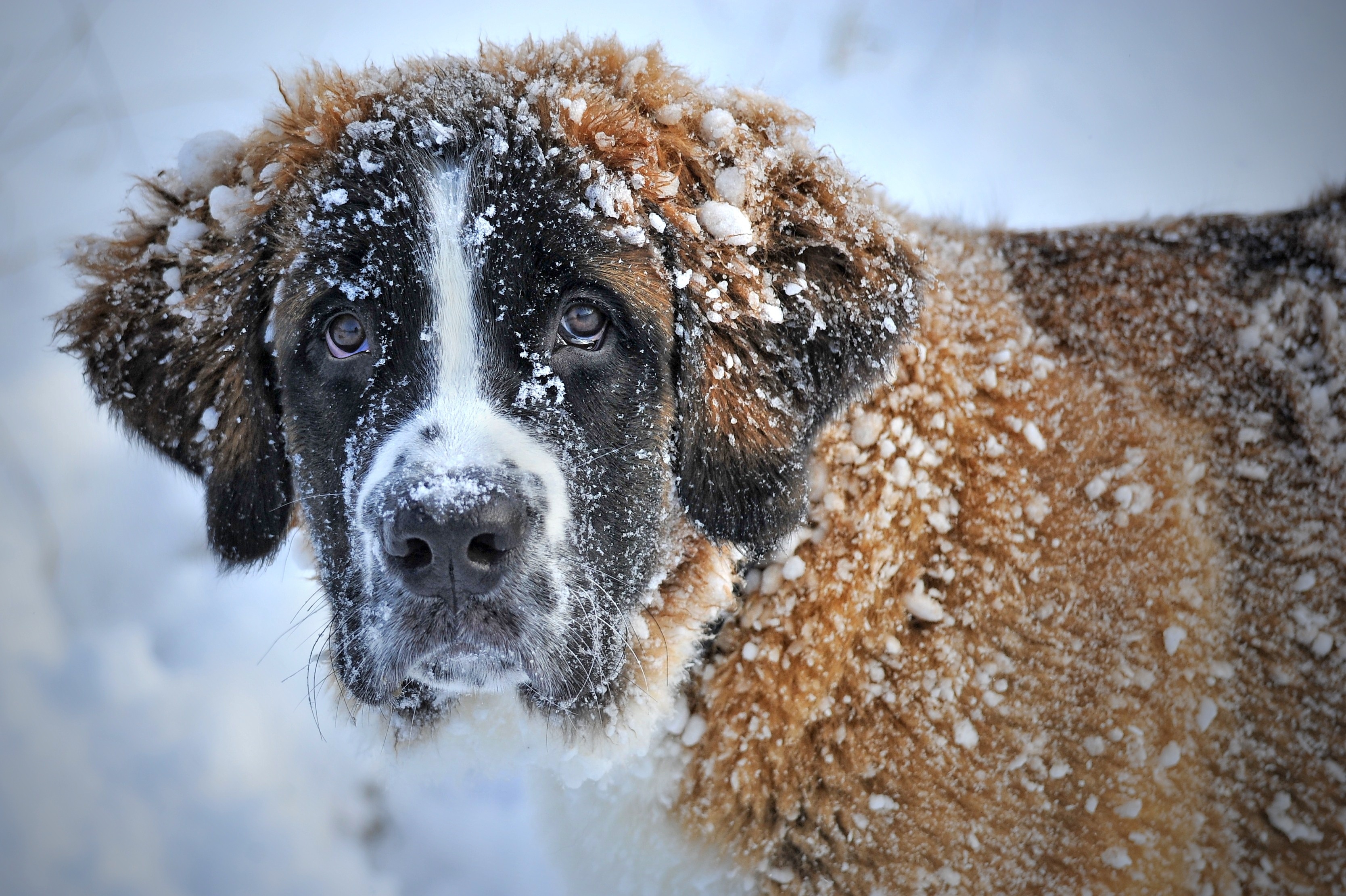 474844 завантажити шпалери тварина, сенбернар, пес, сніг, зима, собаки - заставки і картинки безкоштовно