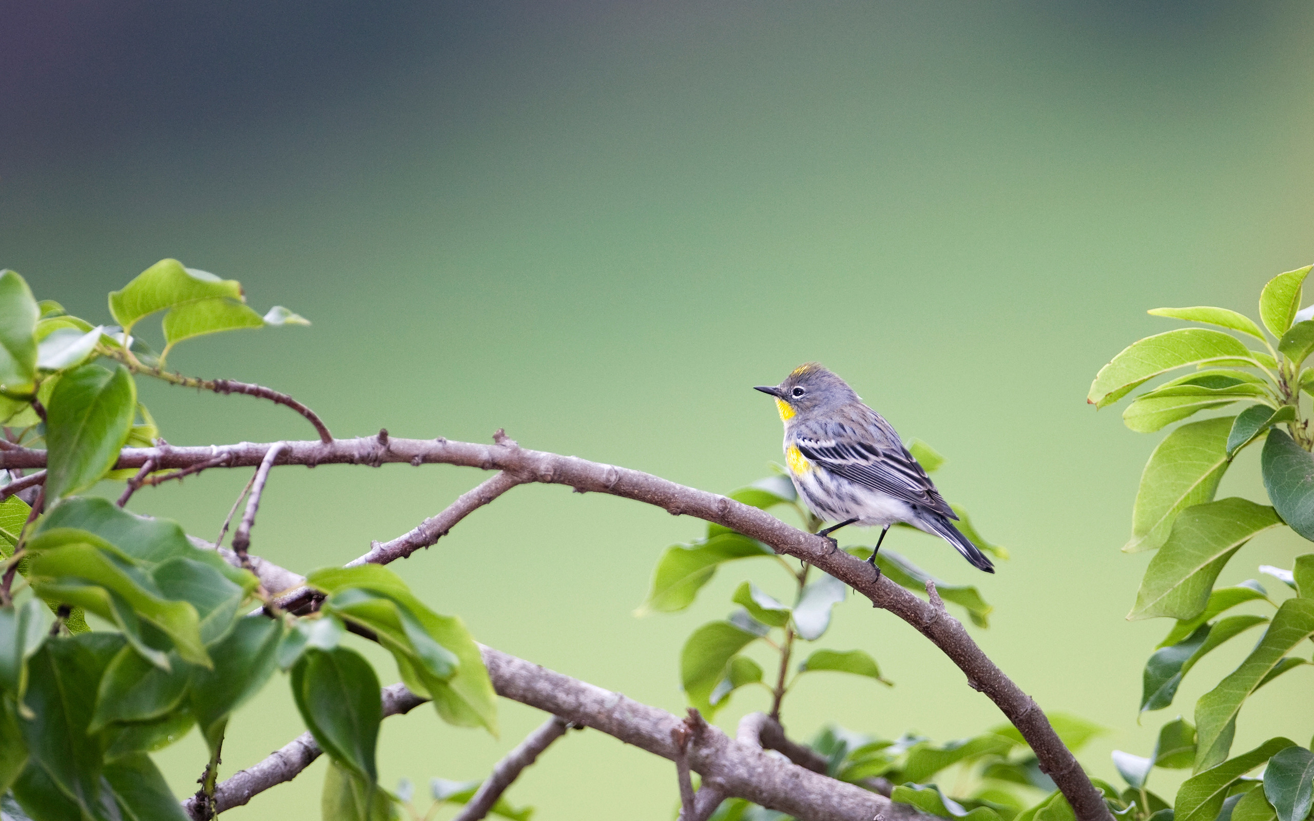 Téléchargez des papiers peints mobile Oiseau, Des Oiseaux, Animaux gratuitement.