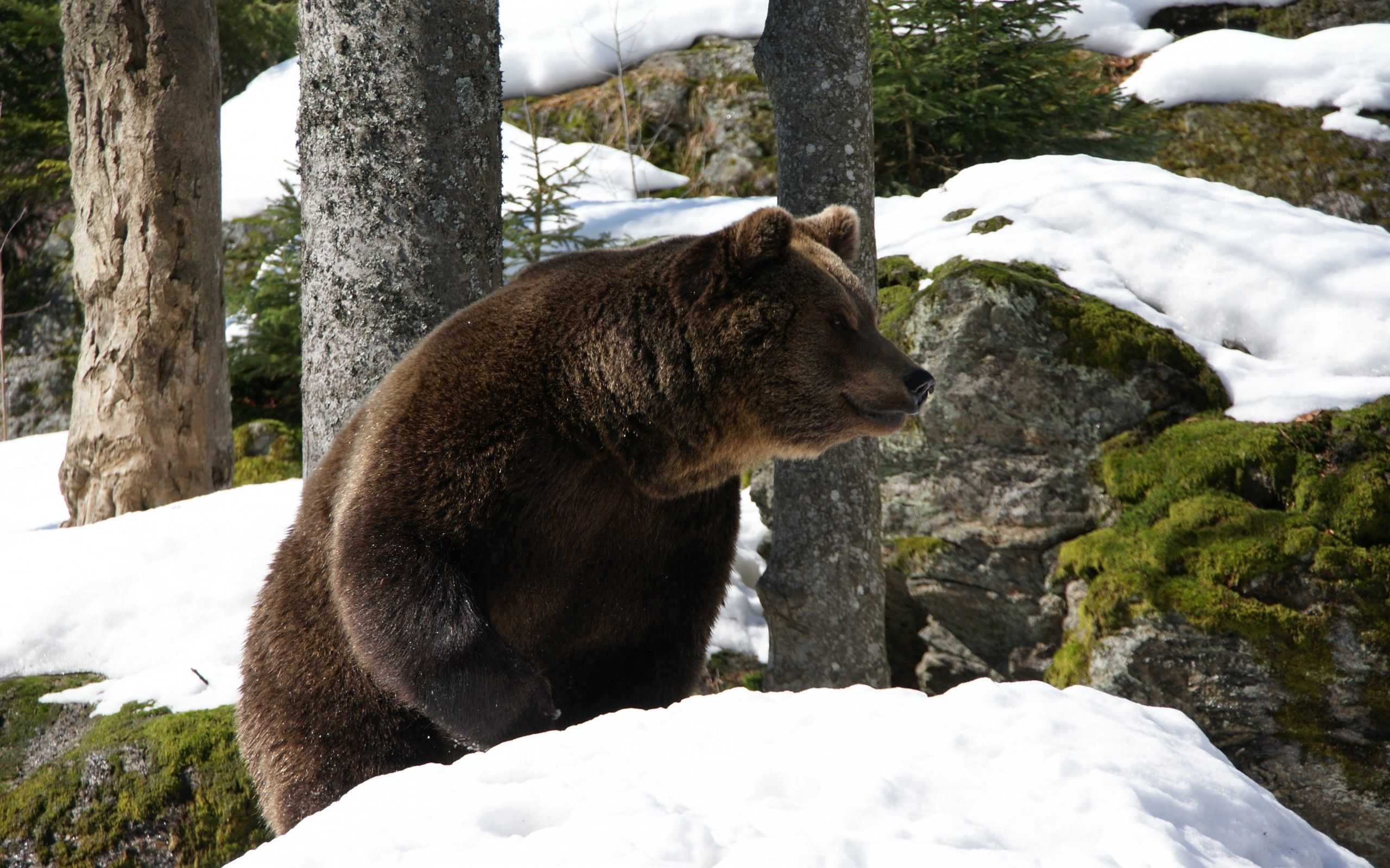 Скачати мобільні шпалери Тварини, Сніг, Ліс, Зима, Ведмідь безкоштовно.