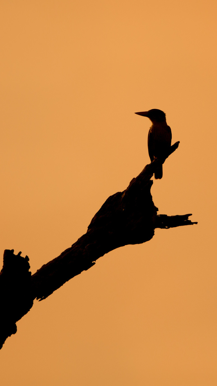 Download mobile wallpaper Birds, Sunset, Silhouette, Bird, Animal for free.