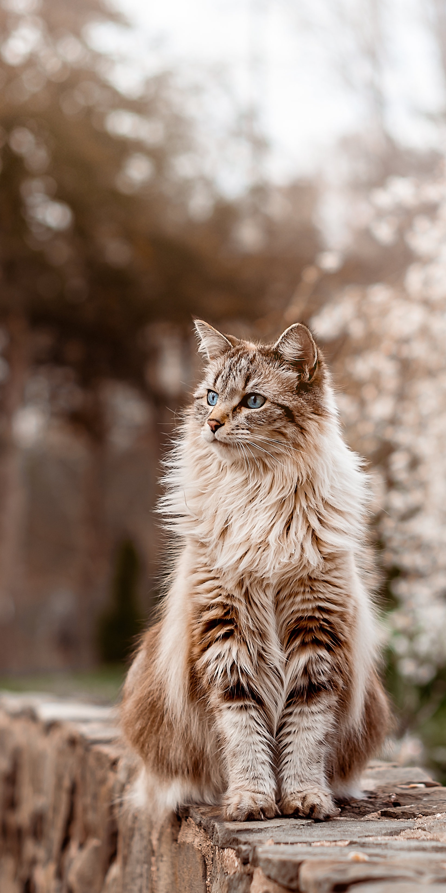 Handy-Wallpaper Tiere, Katzen, Katze kostenlos herunterladen.