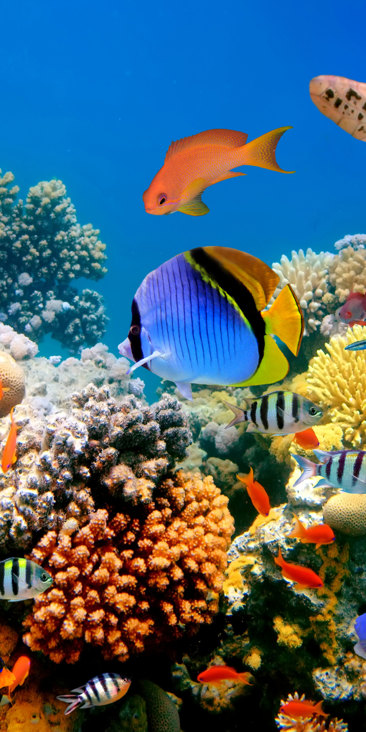 coral reef, animal, fish, turtle, underwater, fishes Free Stock Photo