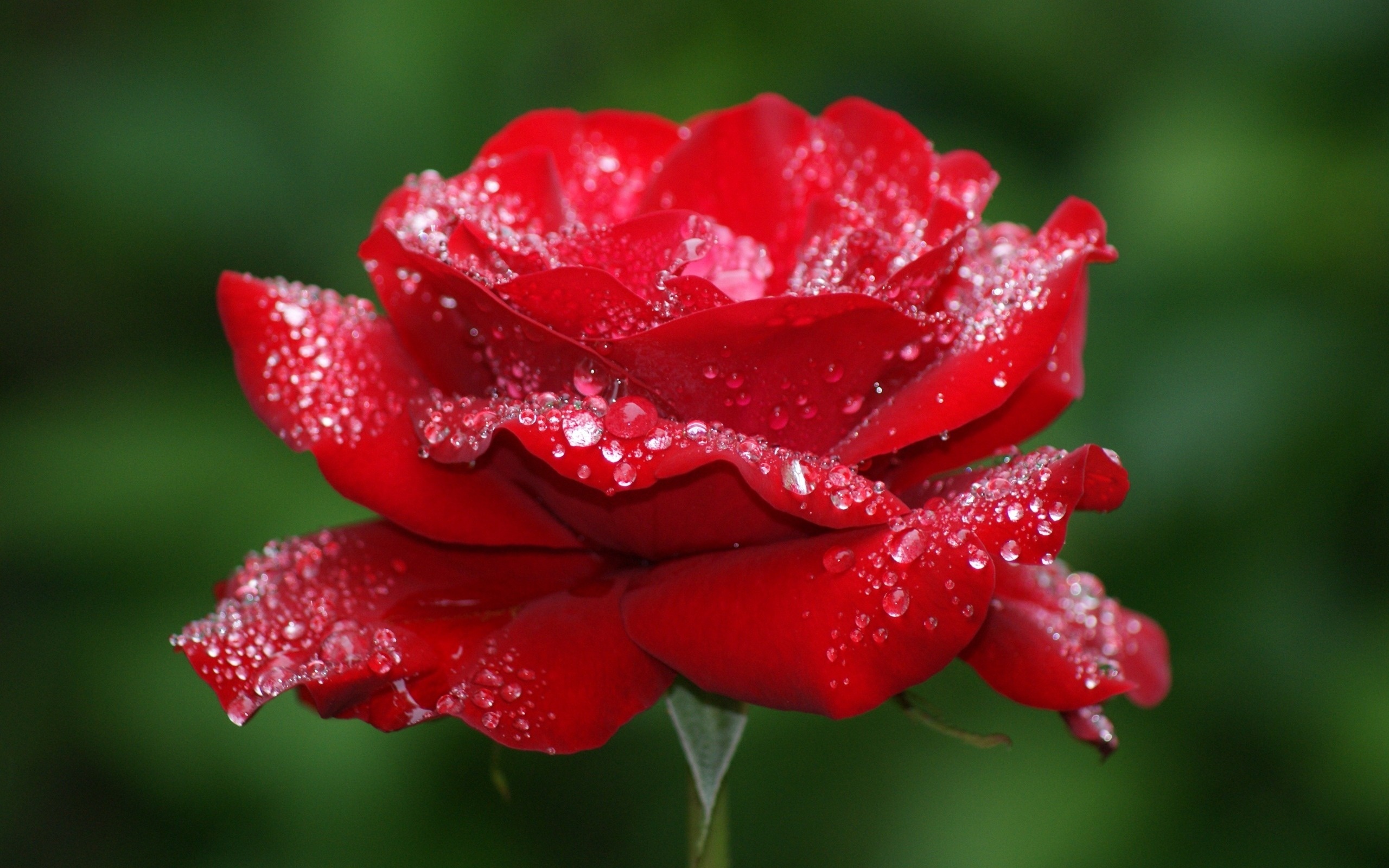 171837 скачать обои капли, роза, флауэрсы, цветок, красная роза, земля/природа - заставки и картинки бесплатно