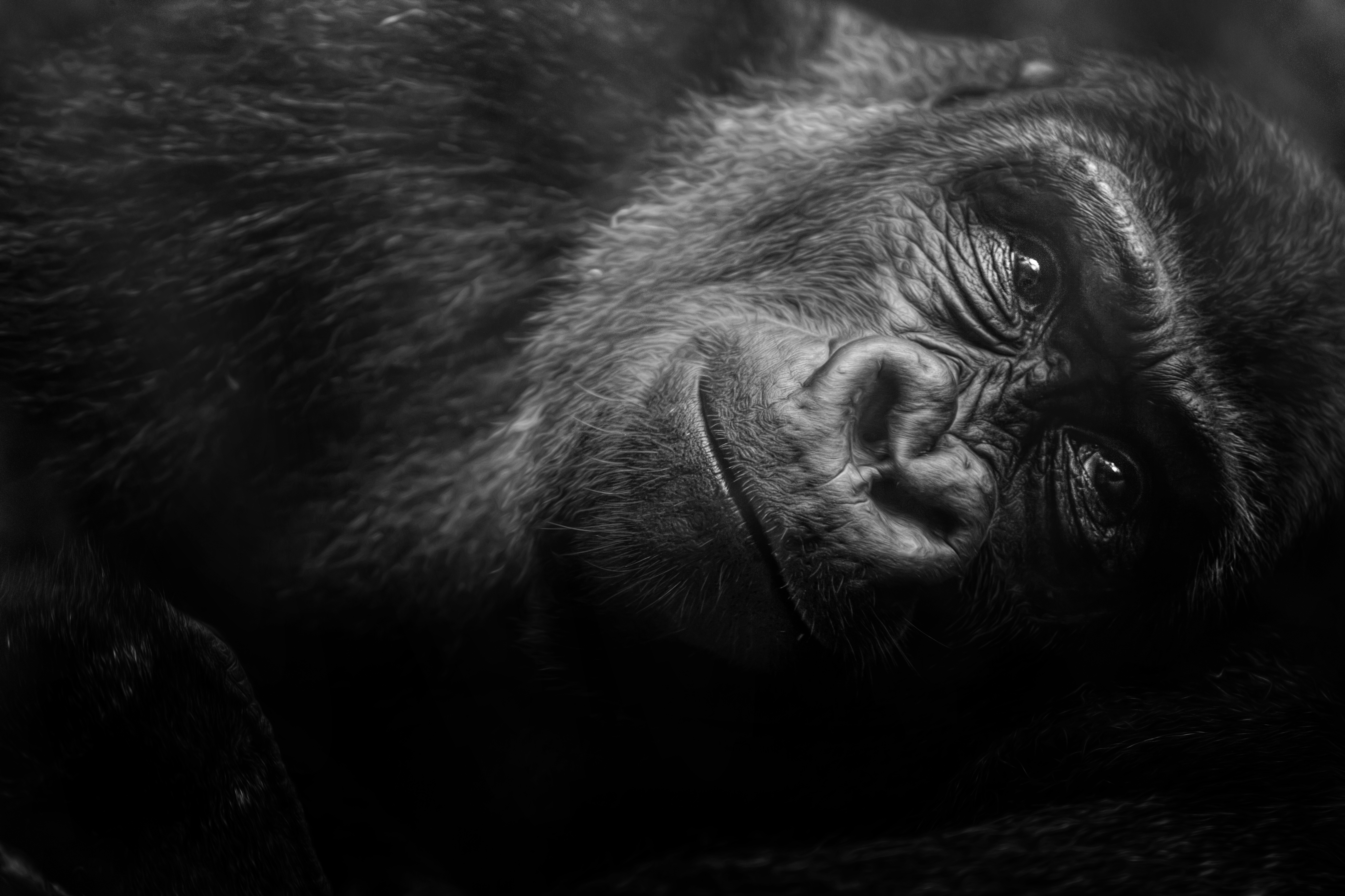 1525742 Bild herunterladen tiere, gorilla, schwarz weiß, primas, affen - Hintergrundbilder und Bildschirmschoner kostenlos