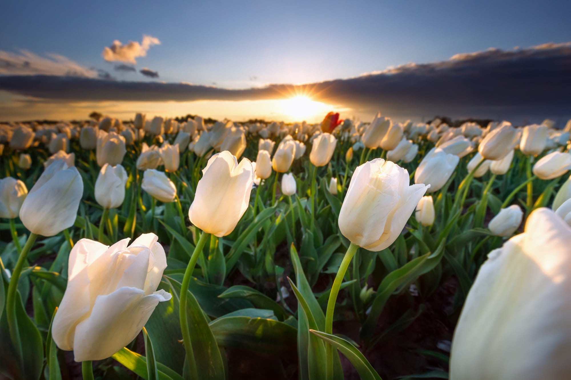 Téléchargez gratuitement l'image Fleurs, Coucher De Soleil, Fleur, Tulipe, Fleur Blanche, La Nature, Terre/nature sur le bureau de votre PC