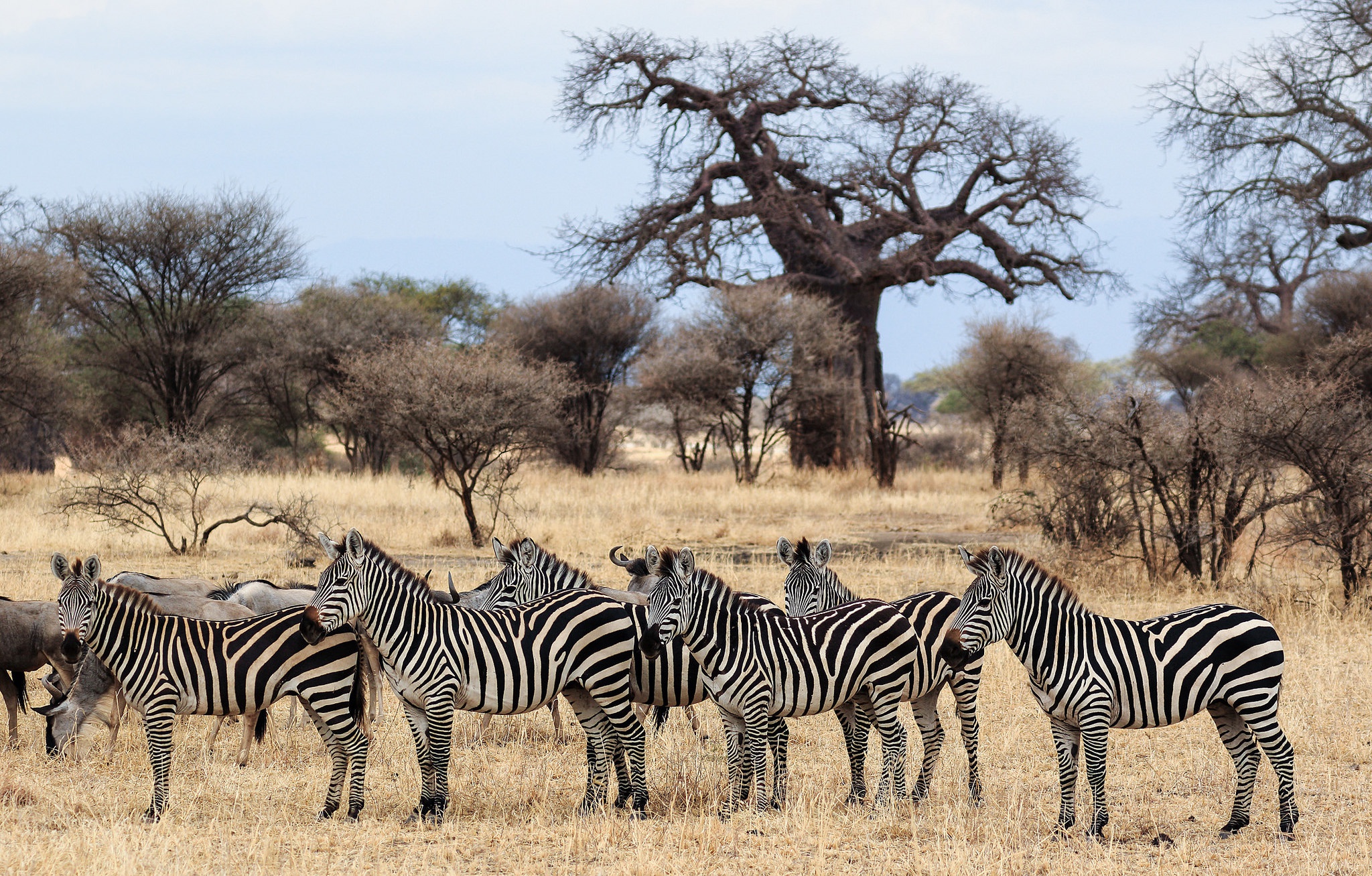 Handy-Wallpaper Tiere, Zebra, Savanne kostenlos herunterladen.