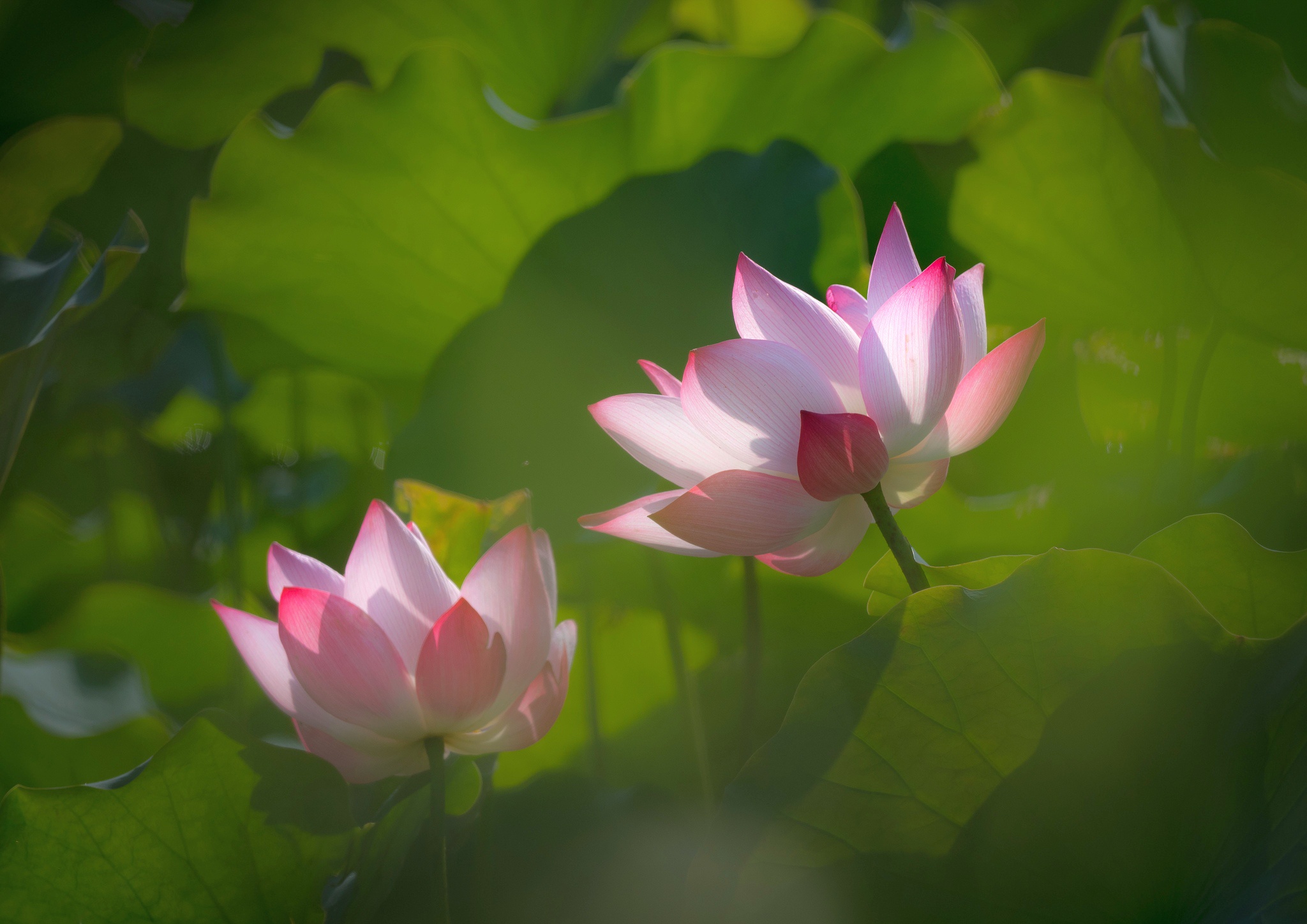 Free download wallpaper Nature, Flowers, Lotus, Flower, Leaf, Earth, Pink Flower on your PC desktop