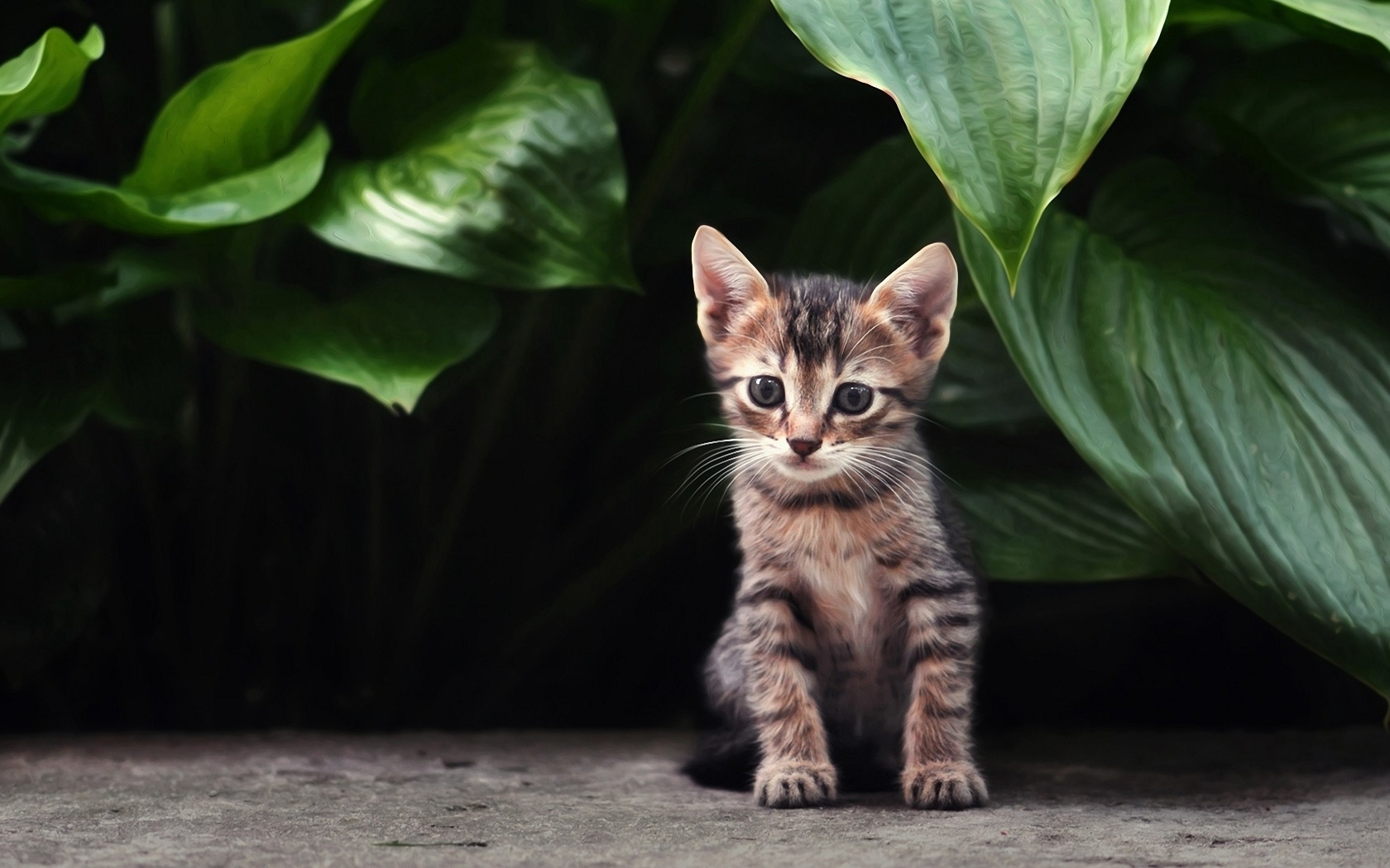 Free download wallpaper Cat, Kitten, Animal, Cute on your PC desktop