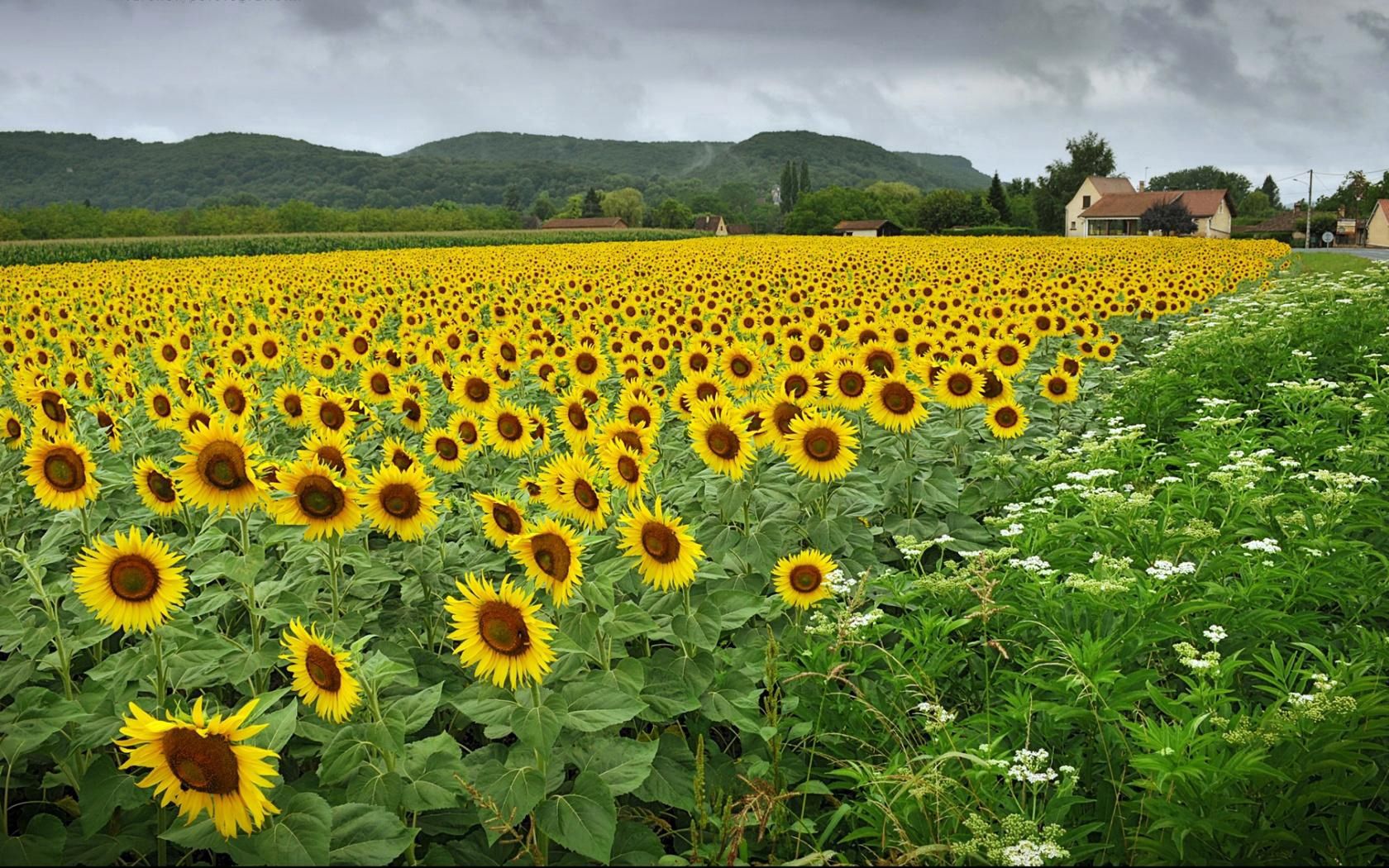village, sunflowers, flowers, field HD wallpaper