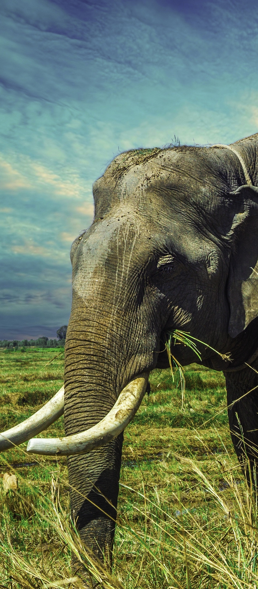Скачать картинку Животные, Слоны, Таиланд, Азиатский Слон в телефон бесплатно.
