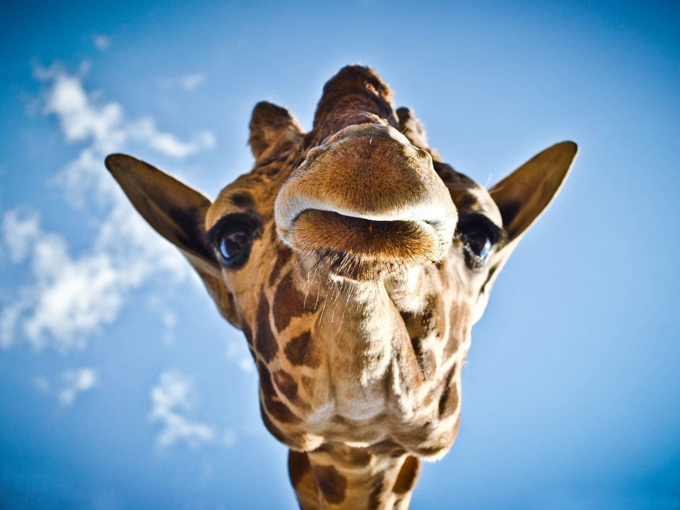 50231 télécharger l'image girafes, animaux - fonds d'écran et économiseurs d'écran gratuits