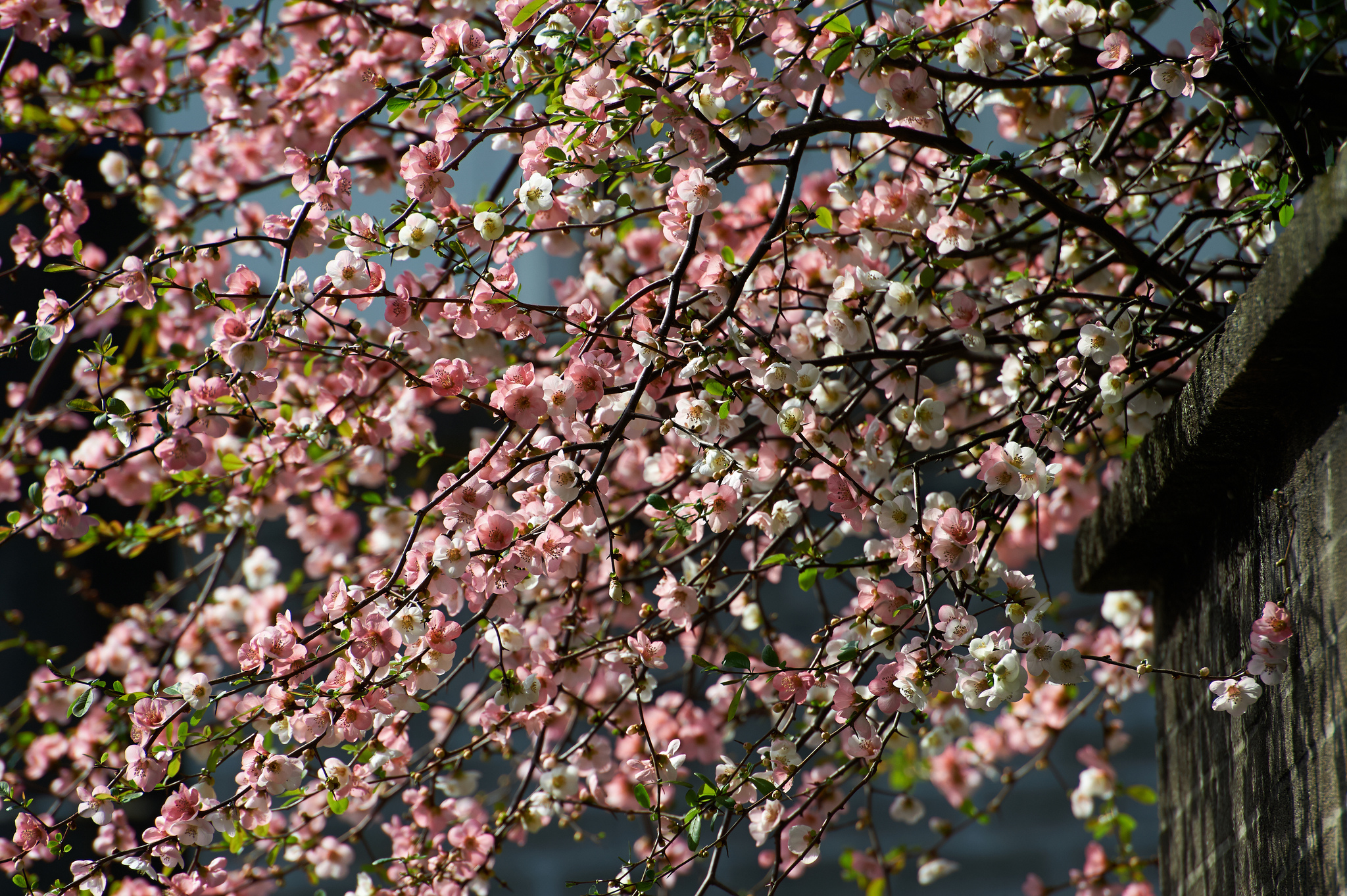 Free download wallpaper Flowers, Earth, Blossom on your PC desktop