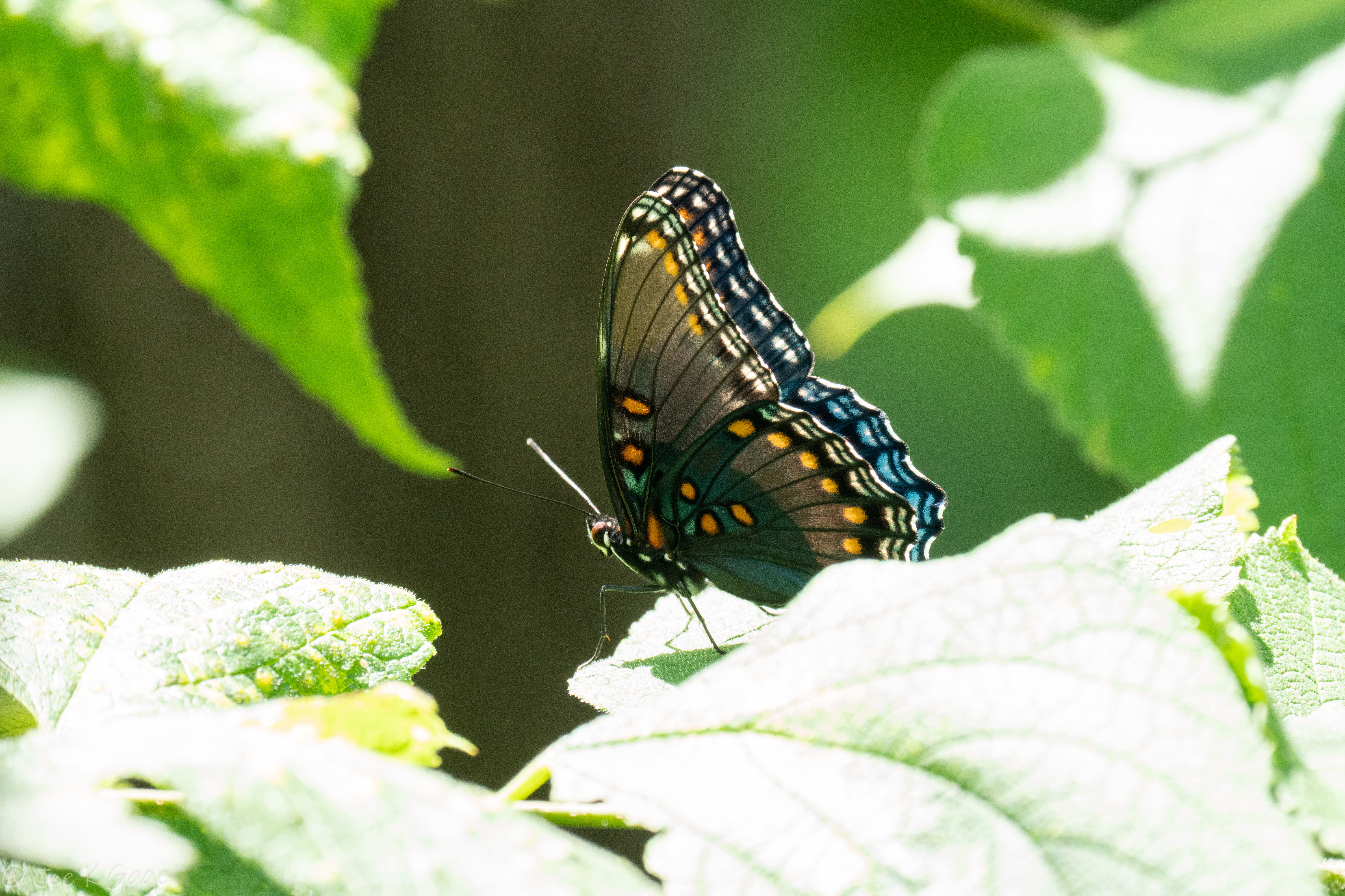 PCデスクトップに動物, 葉, バタフライ, 翼, 熱帯, トロピカル, 蝶, 昆虫画像を無料でダウンロード