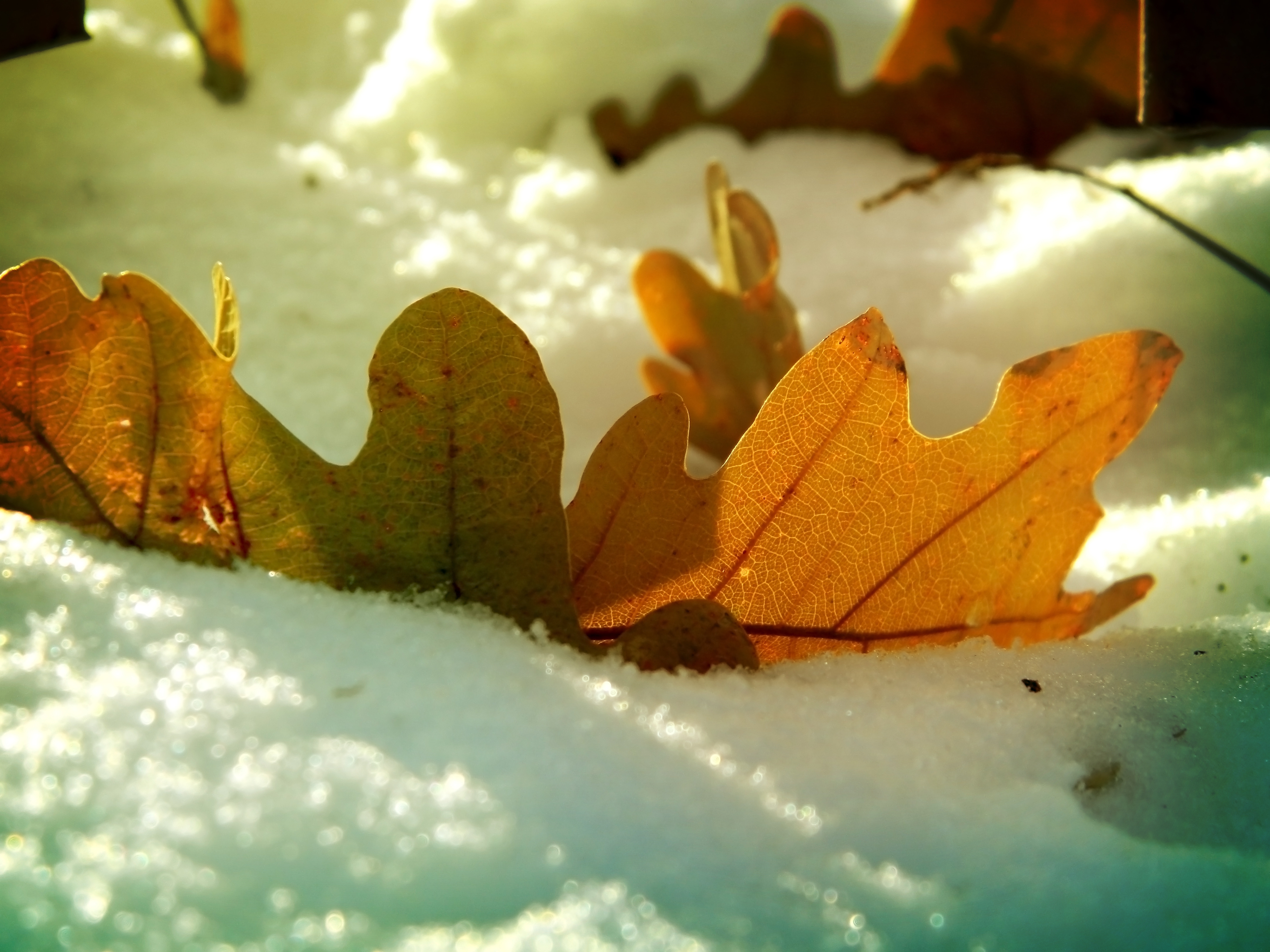 Скачать картинку Дубовый, Природа, Лист, Снег, Зима, Осень в телефон бесплатно.