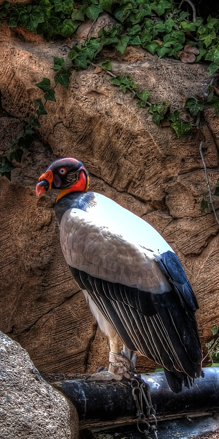 Download mobile wallpaper Birds, Vulture, Animal for free.