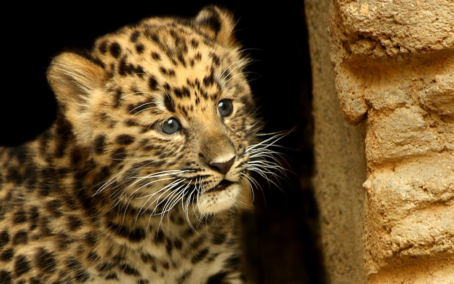 275818 descargar fondo de pantalla animales, leopardo, gatos: protectores de pantalla e imágenes gratis