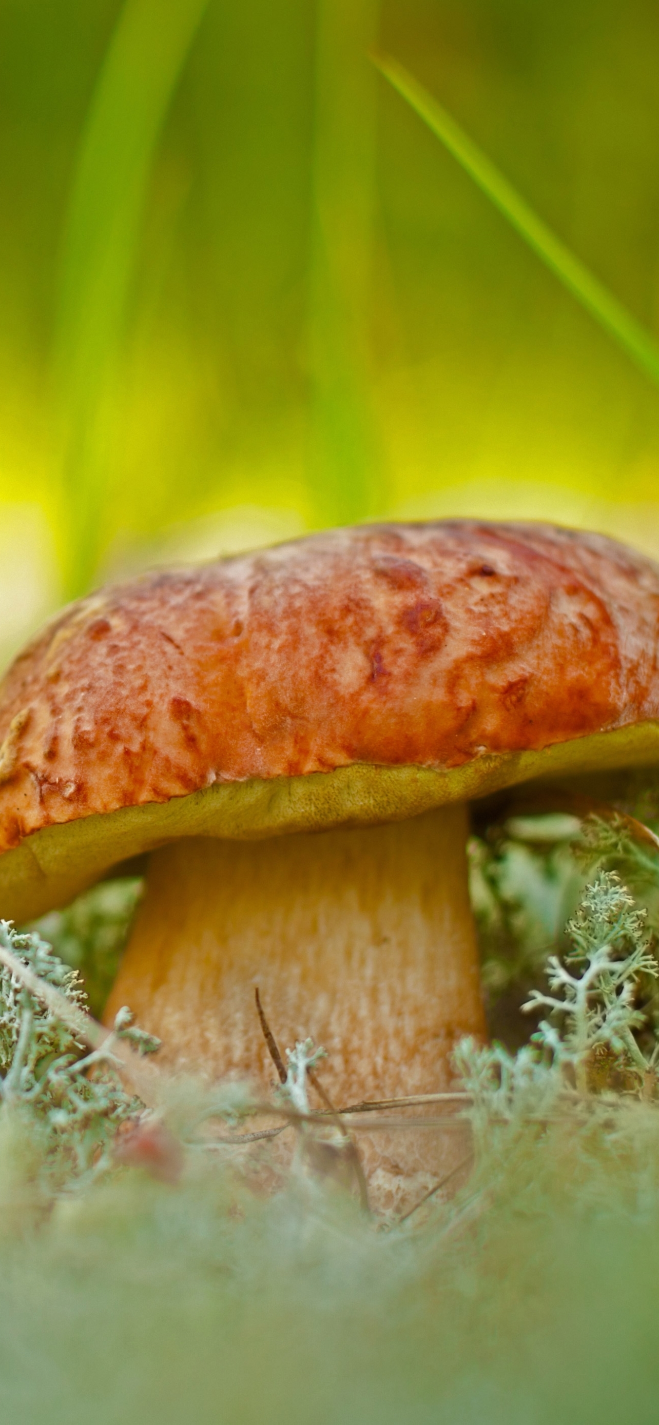 Téléchargez des papiers peints mobile Champignon, Terre/nature gratuitement.