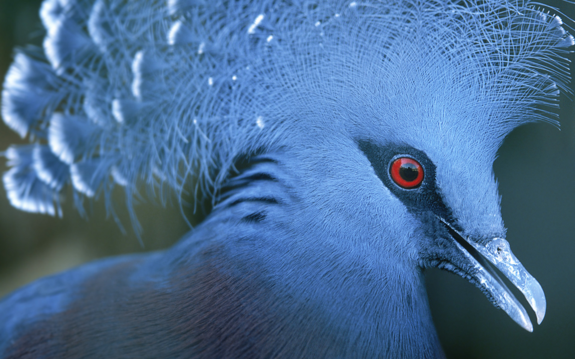 280305 descargar imagen animales, paloma coronada victoria, aves: fondos de pantalla y protectores de pantalla gratis