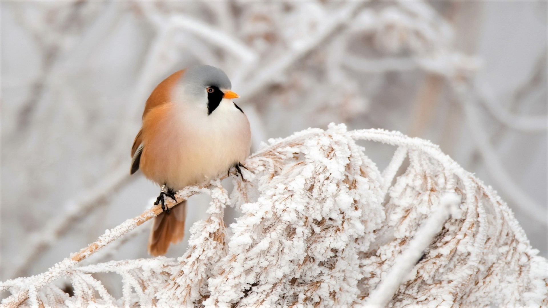 Free download wallpaper Winter, Snow, Bird, Branch, Animal, Bearded Reedling on your PC desktop