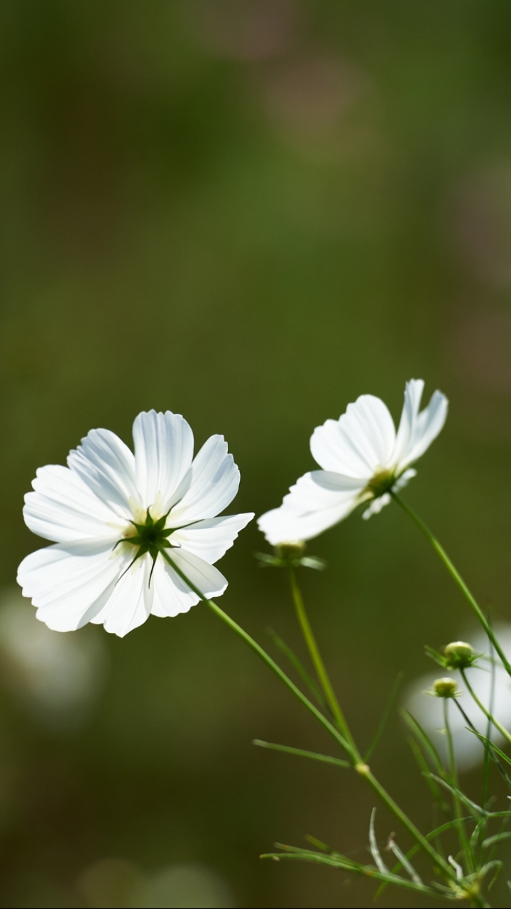 1086211 Salvapantallas y fondos de pantalla Flores en tu teléfono. Descarga imágenes de  gratis