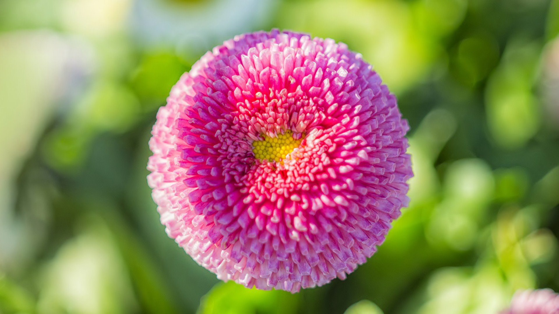 Téléchargez gratuitement l'image Fleurs, Fleur, Terre/nature sur le bureau de votre PC