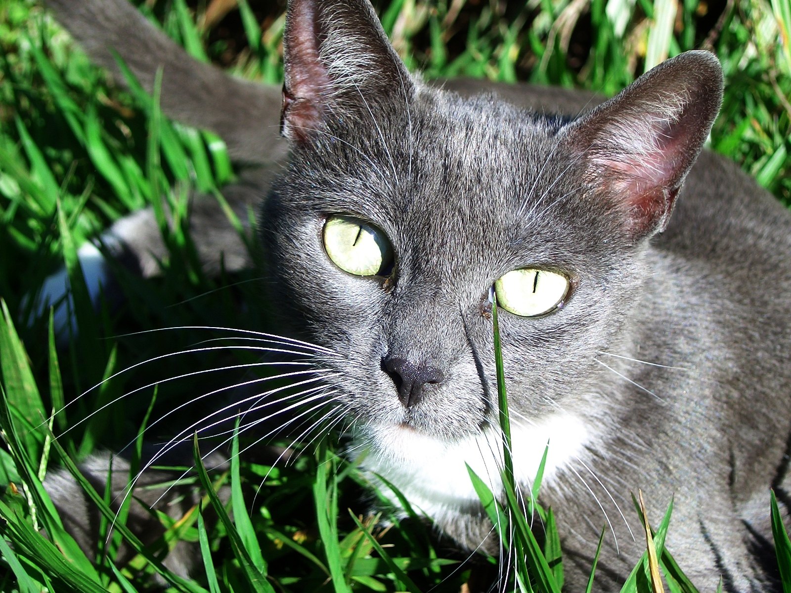 Handy-Wallpaper Tiere, Katzen, Katze kostenlos herunterladen.