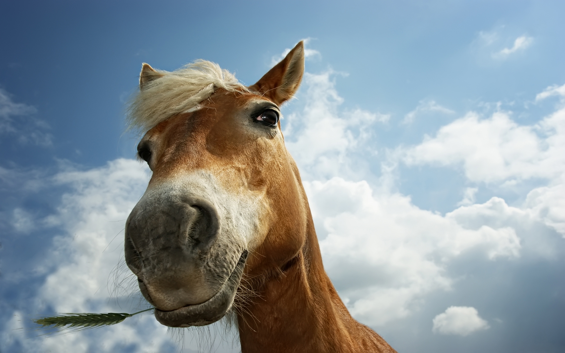 Free download wallpaper Animal, Horse on your PC desktop