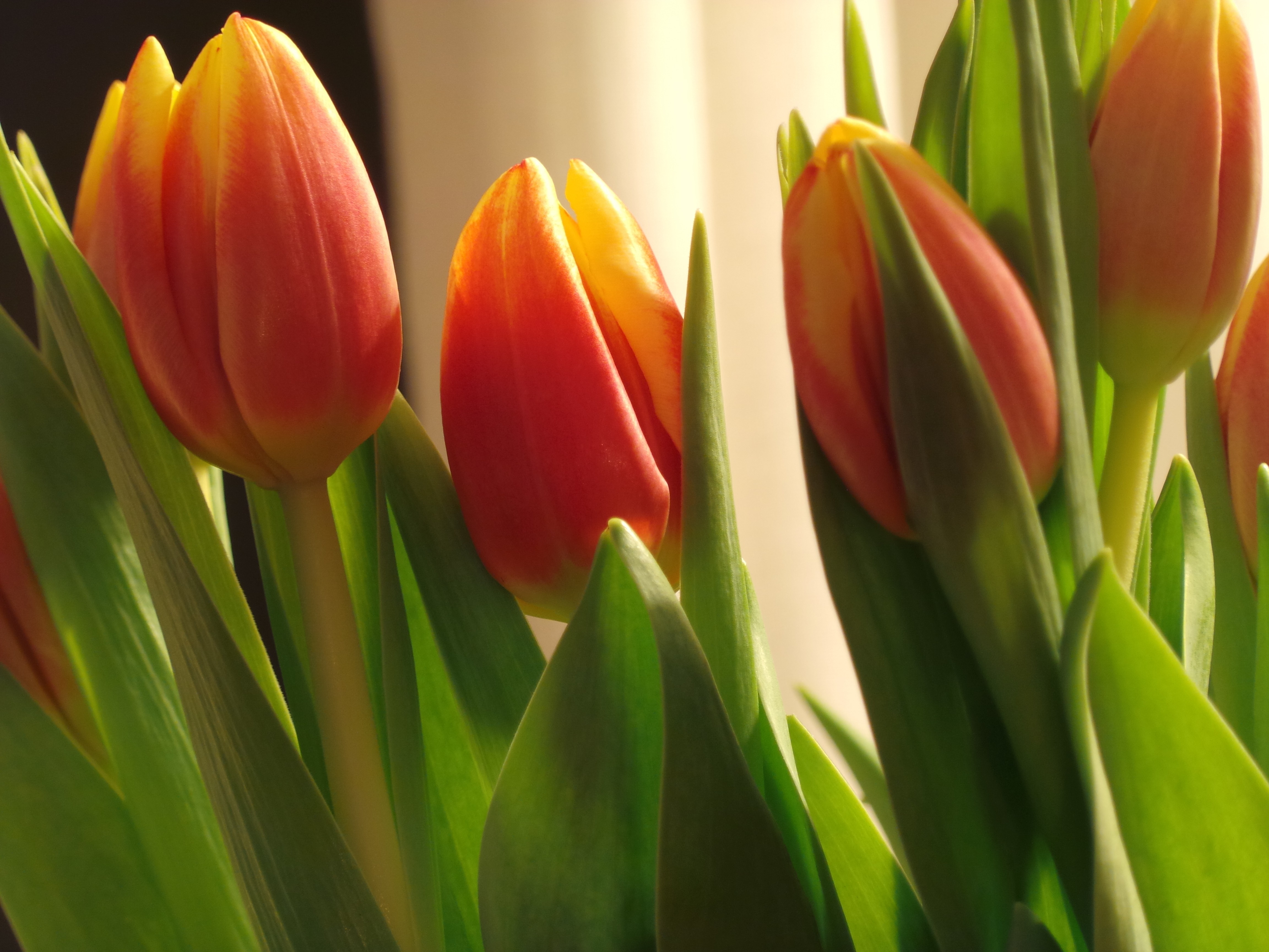 Free download wallpaper Flowers, Earth, Tulip on your PC desktop