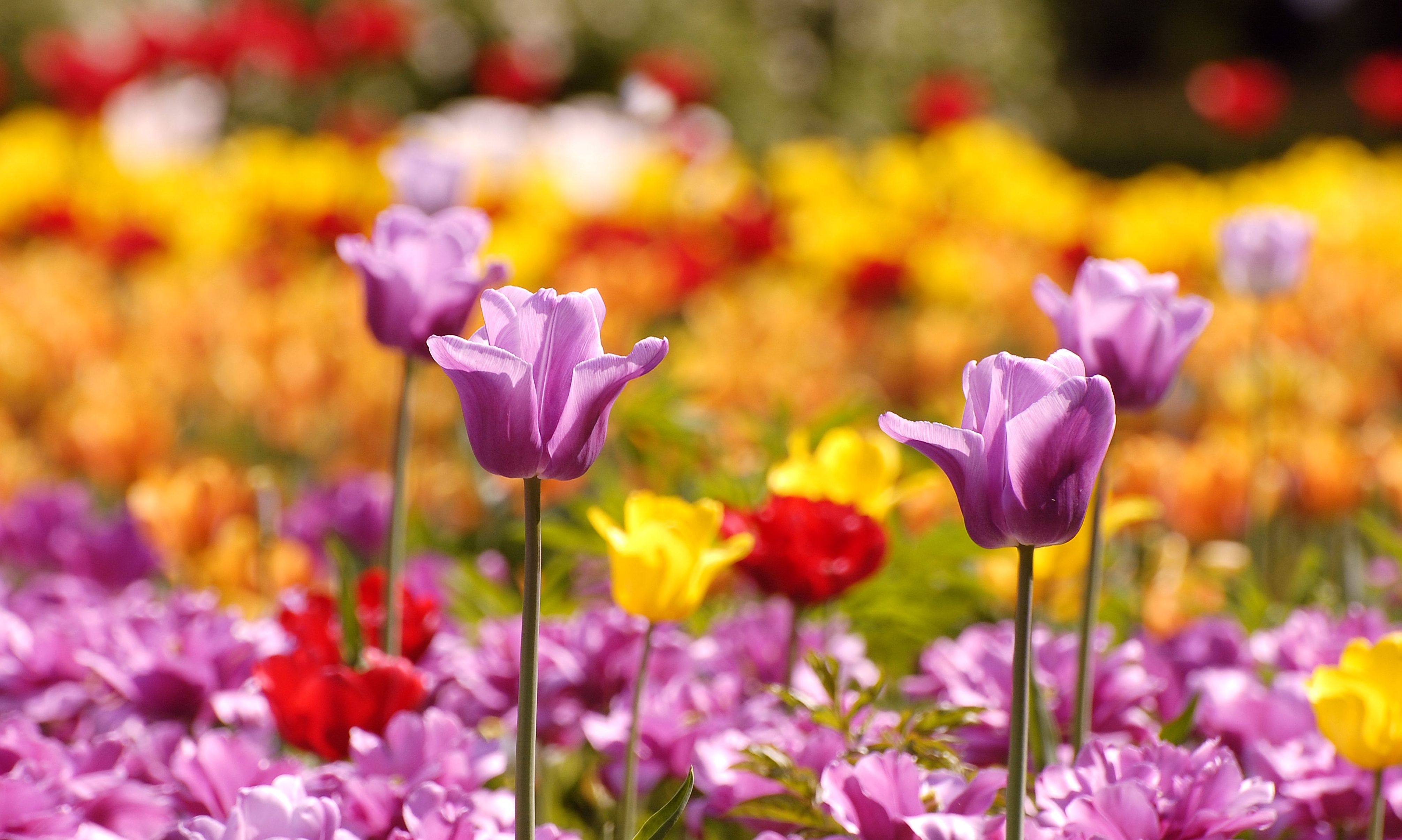 smooth, flowers, tulips, blur, flower bed, flowerbed 8K