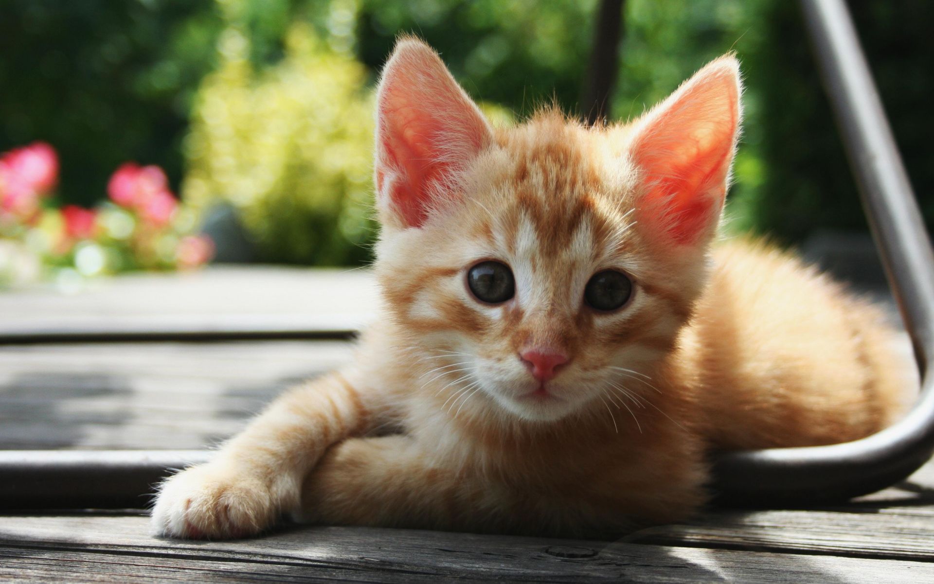 Baixe gratuitamente a imagem Animais, Gatos, Gato na área de trabalho do seu PC