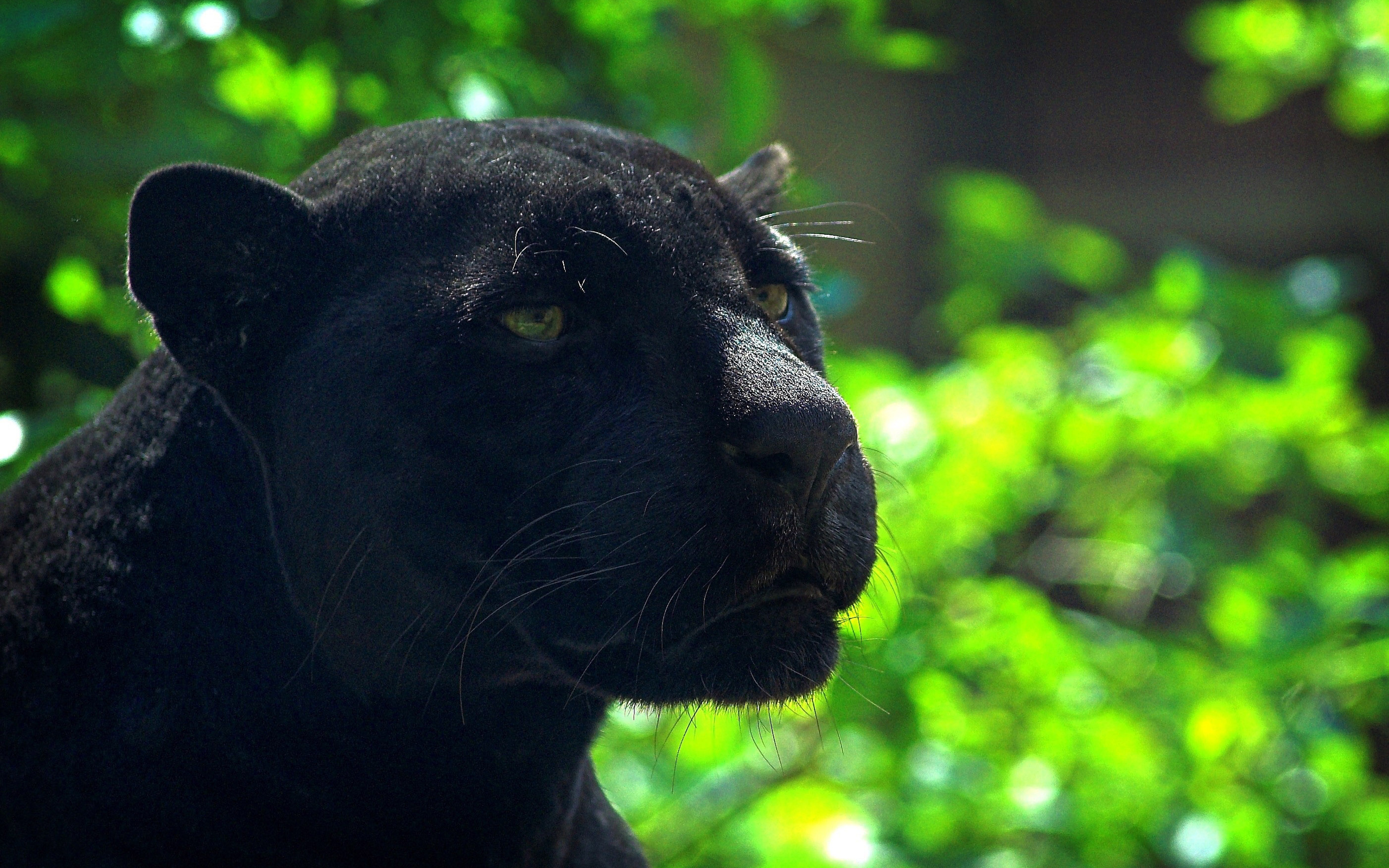 Descarga gratuita de fondo de pantalla para móvil de Pantera Negra, Gatos, Animales.