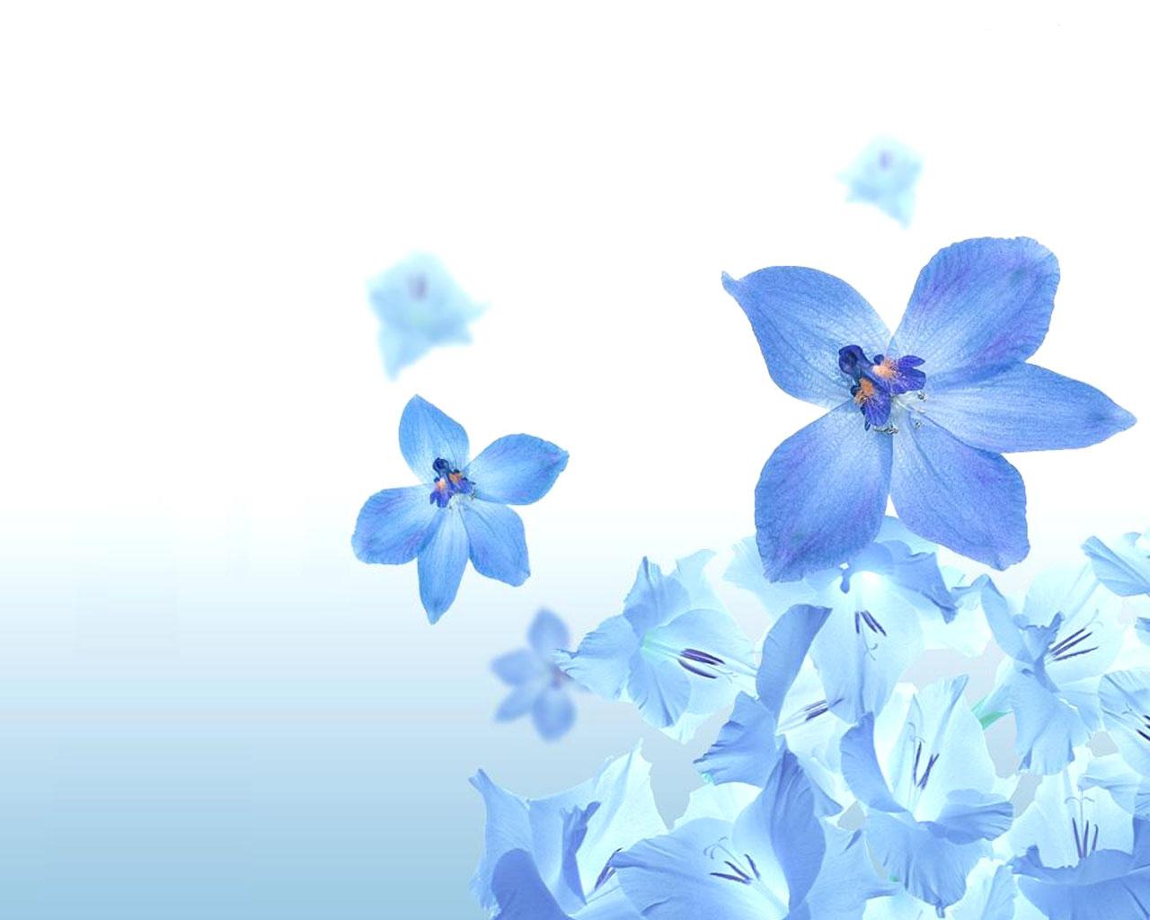 1514980 descargar imagen tierra/naturaleza, flor, flor azul: fondos de pantalla y protectores de pantalla gratis