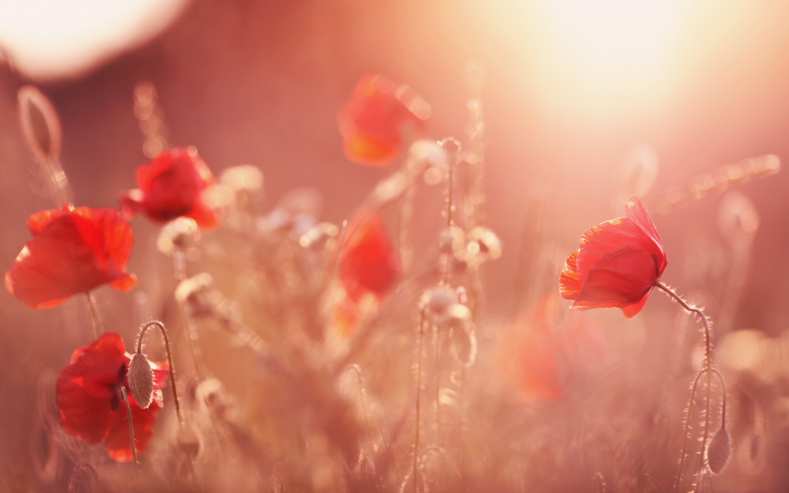 Free download wallpaper Flowers, Sunset, Earth, Poppy, Red Flower on your PC desktop
