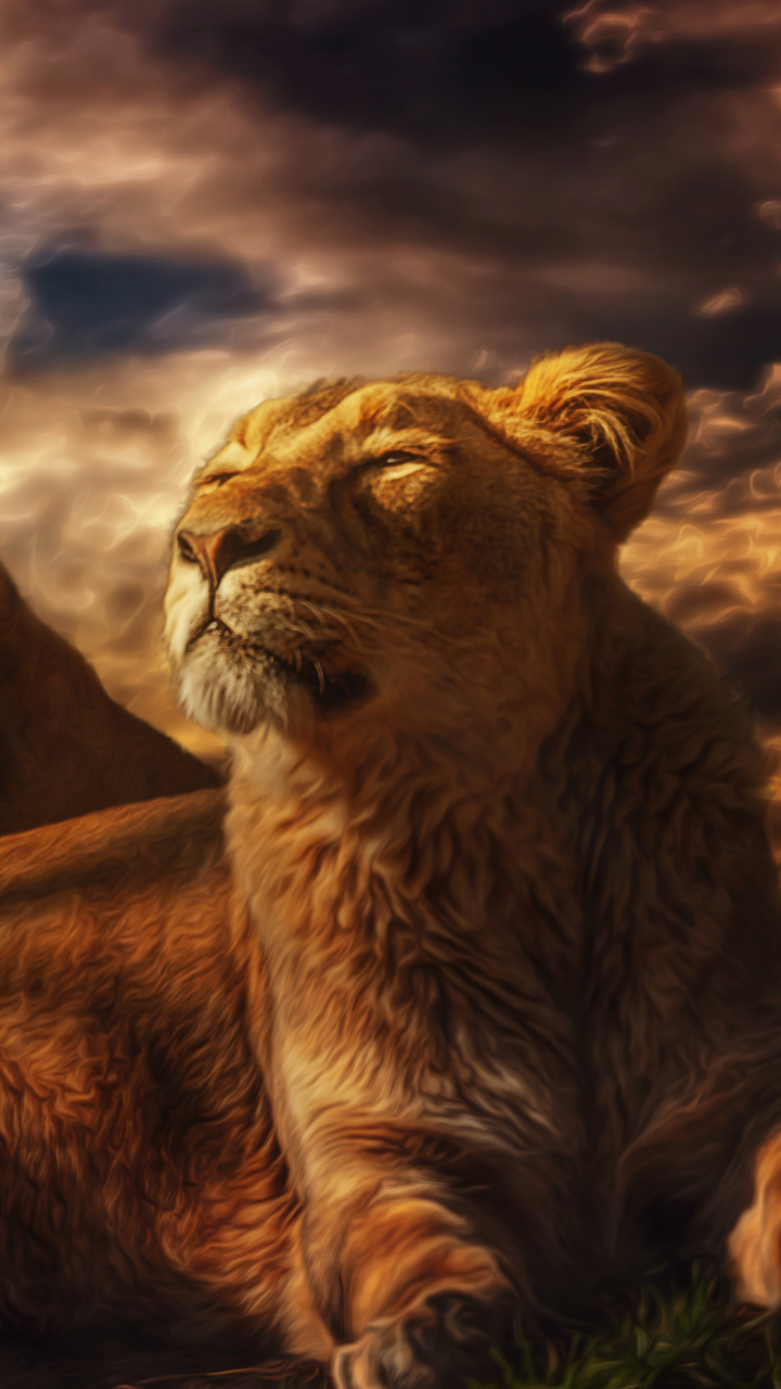 Download mobile wallpaper Cats, Lion, Evening, Lioness, Animal for free.