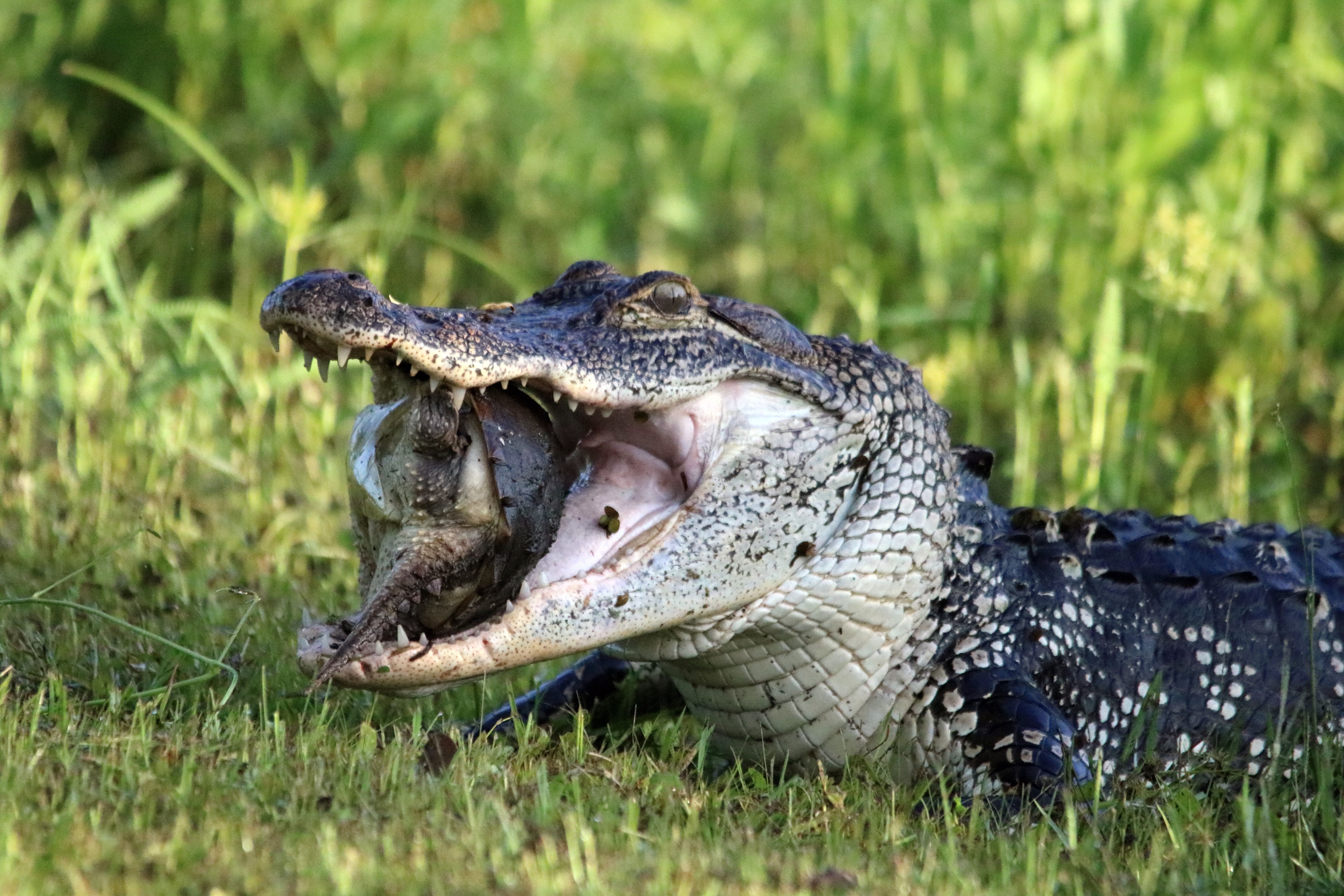 712180 Hintergrundbild herunterladen tiere, alligator - Bildschirmschoner und Bilder kostenlos