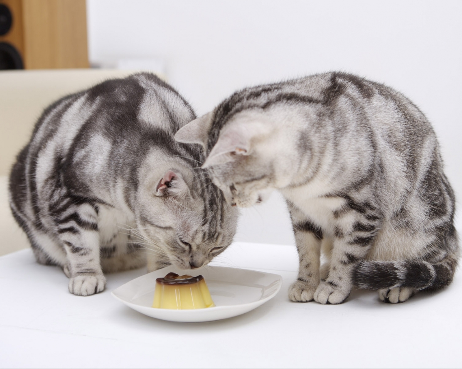 Handy-Wallpaper Tiere, Katzen, Katze kostenlos herunterladen.