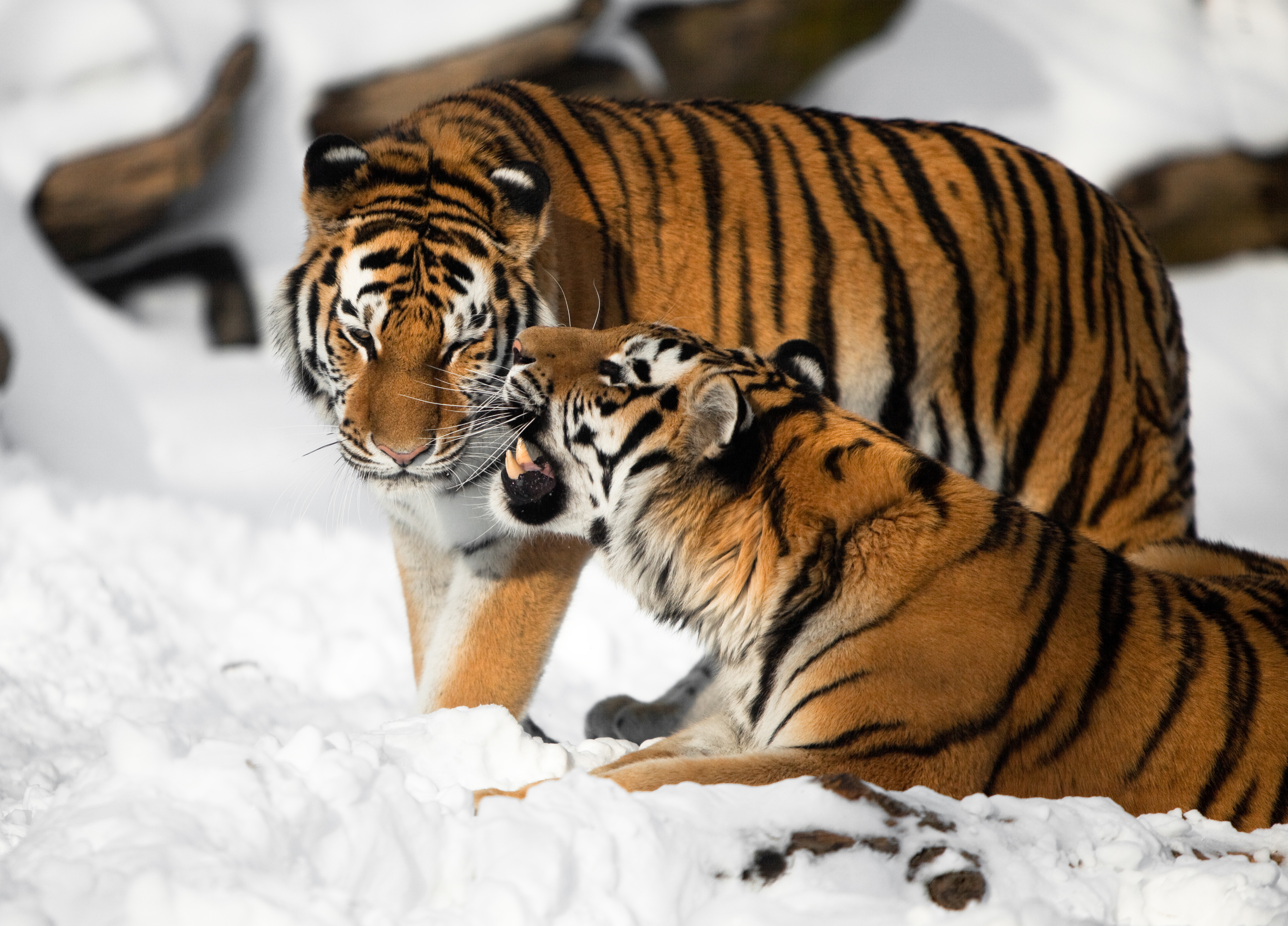 Download mobile wallpaper Cats, Snow, Tiger, Animal for free.