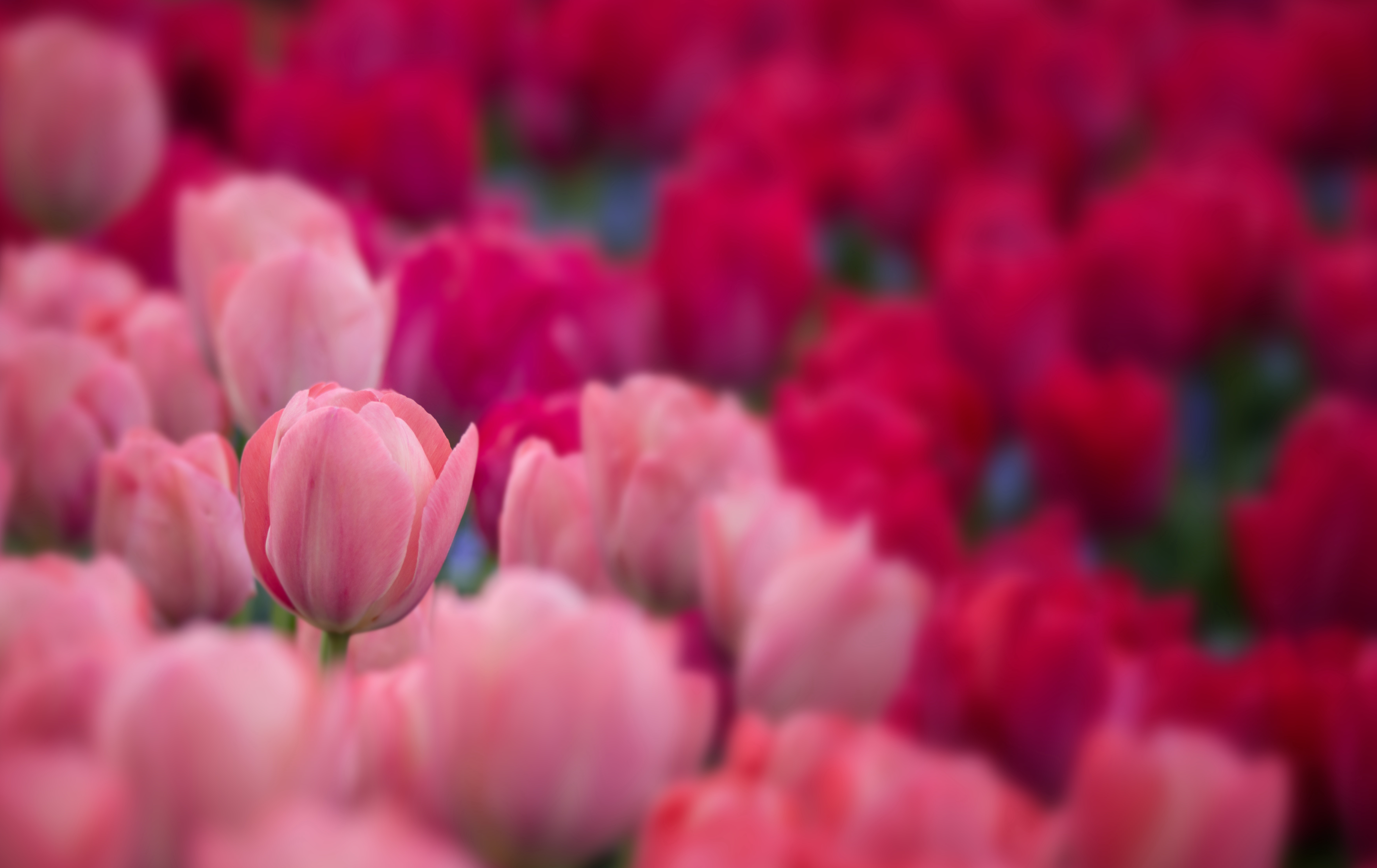 Descarga gratis la imagen Naturaleza, Flores, Flor, Flor Rosa, Tulipán, Tierra/naturaleza en el escritorio de tu PC