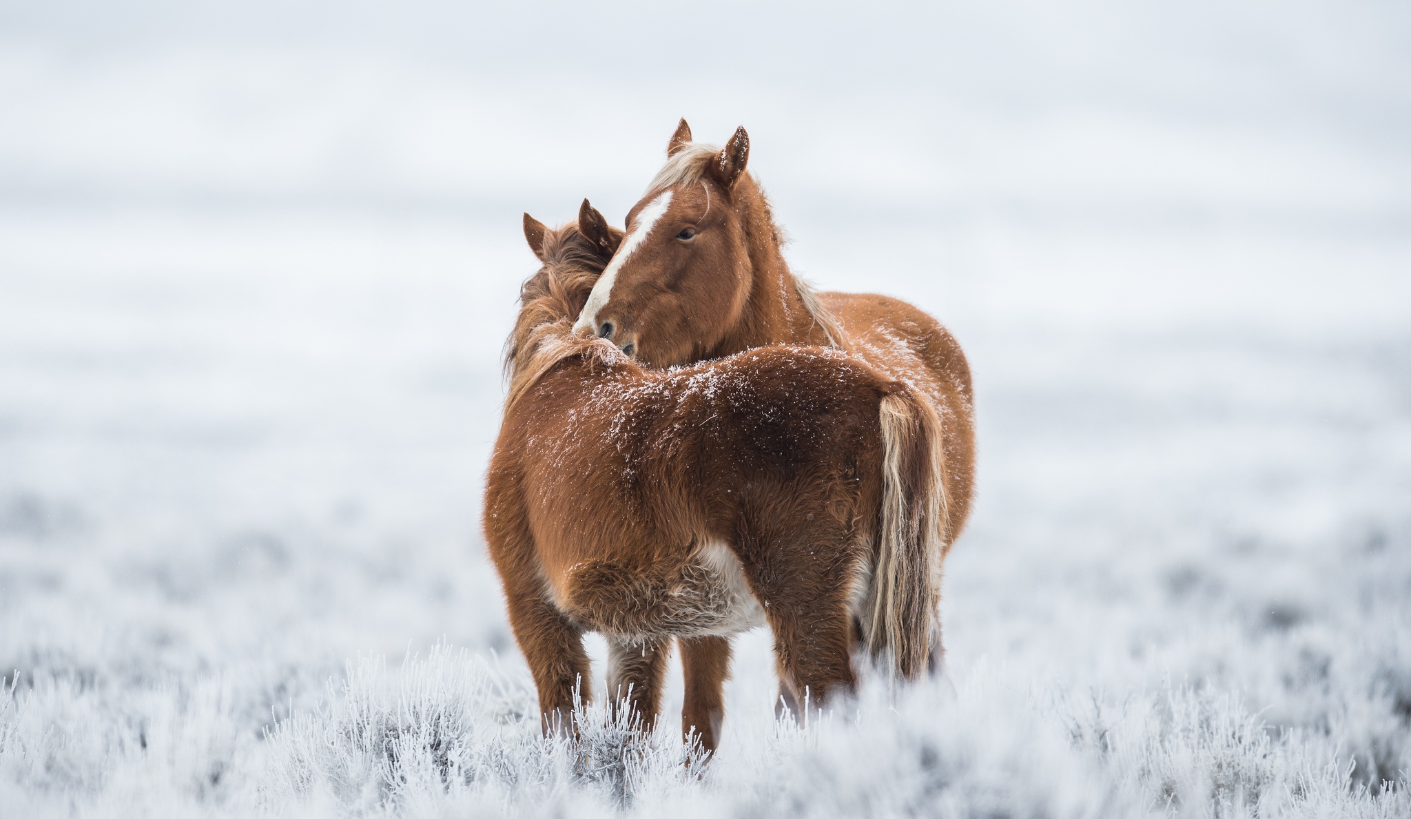 Baixar papel de parede para celular de Animais, Inverno, Cavalo, Profundidade De Campo gratuito.