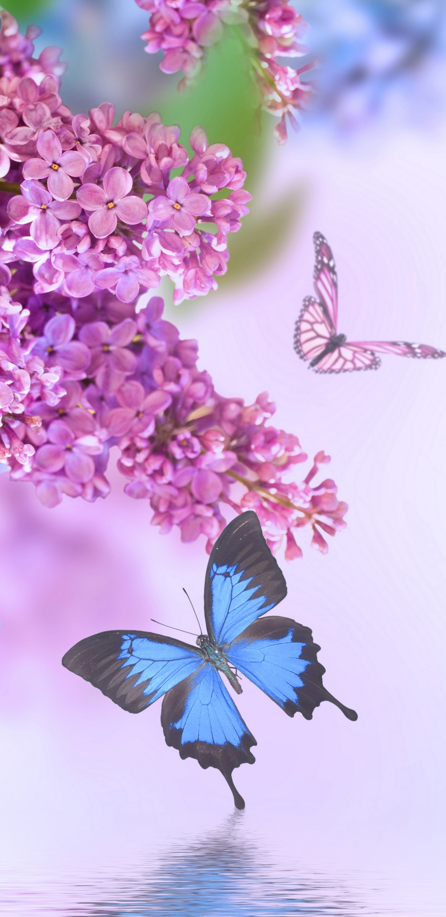 Download mobile wallpaper Flowers, Lilac, Flower, Earth, Butterfly, Spring, Pink Flower, Blue Flower for free.