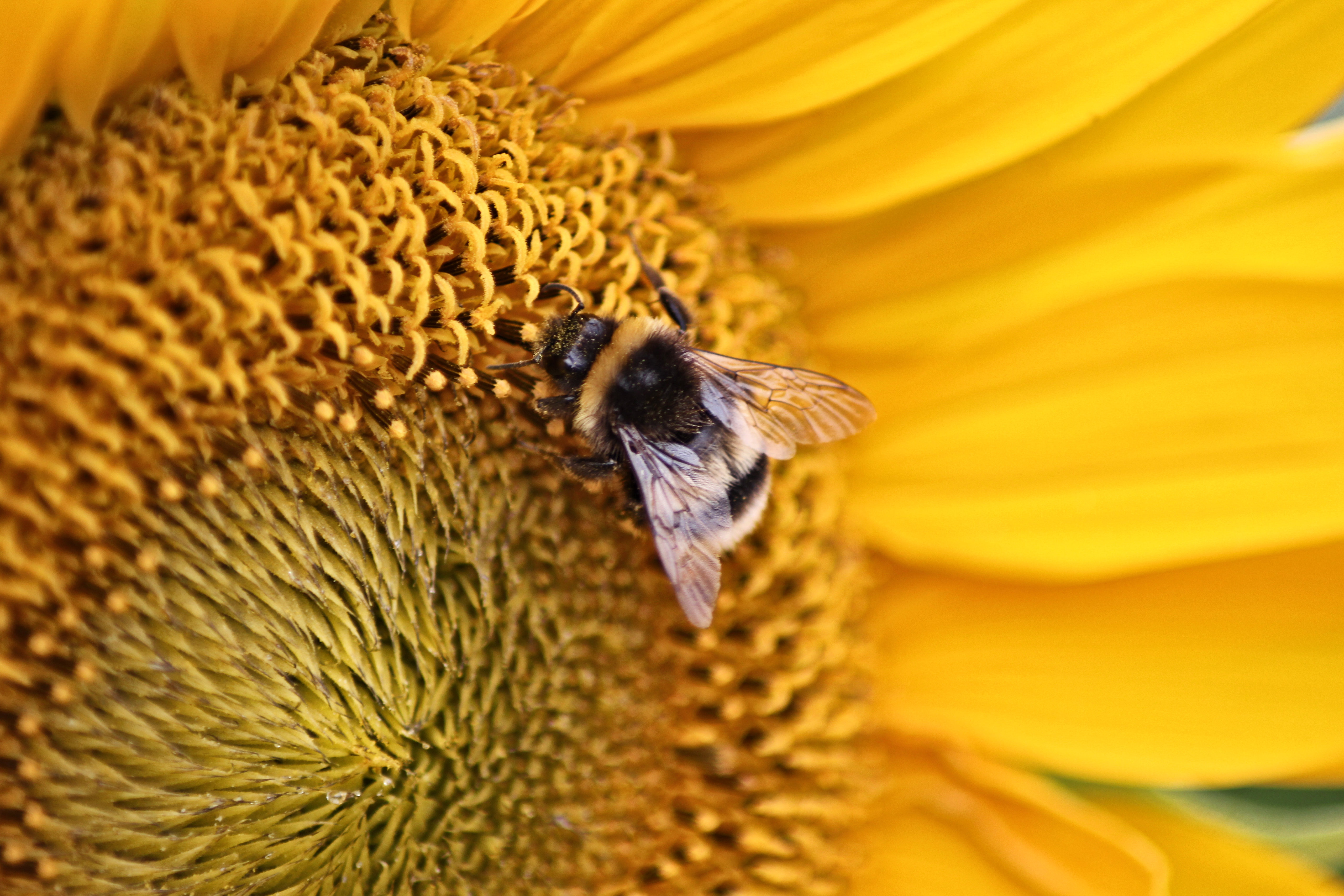 Handy-Wallpaper Tiere, Biene, Insekt, Blume, Makro kostenlos herunterladen.