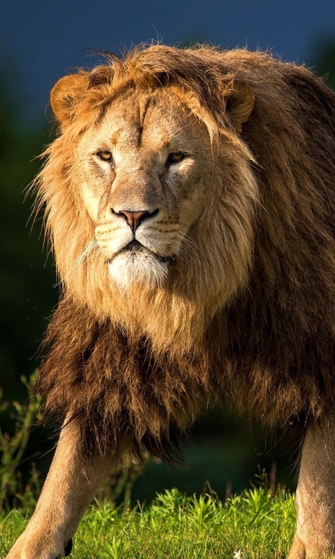 Download mobile wallpaper Cats, Lion, Animal for free.