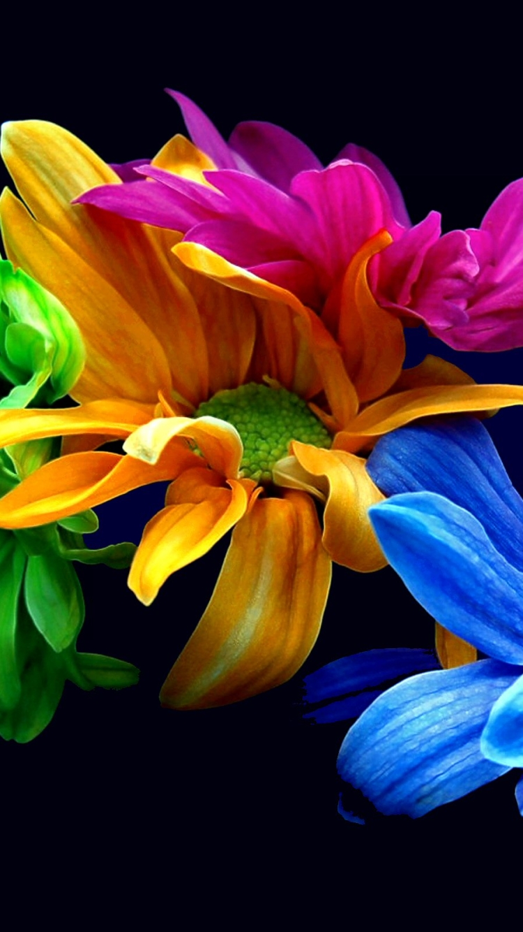 Скачати мобільні шпалери Квітка, Земля, Барвистий, Пелюстка, Жовта Квітка, Фіолетова Квітка, Синя Квітка, Флауерзи безкоштовно.