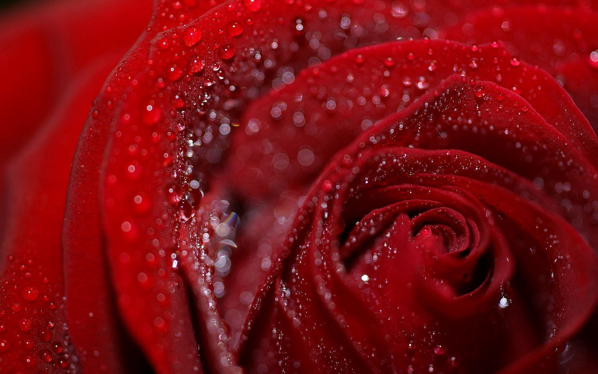 drops, flower, macro, rose flower, rose, petals, wet, dew, humid