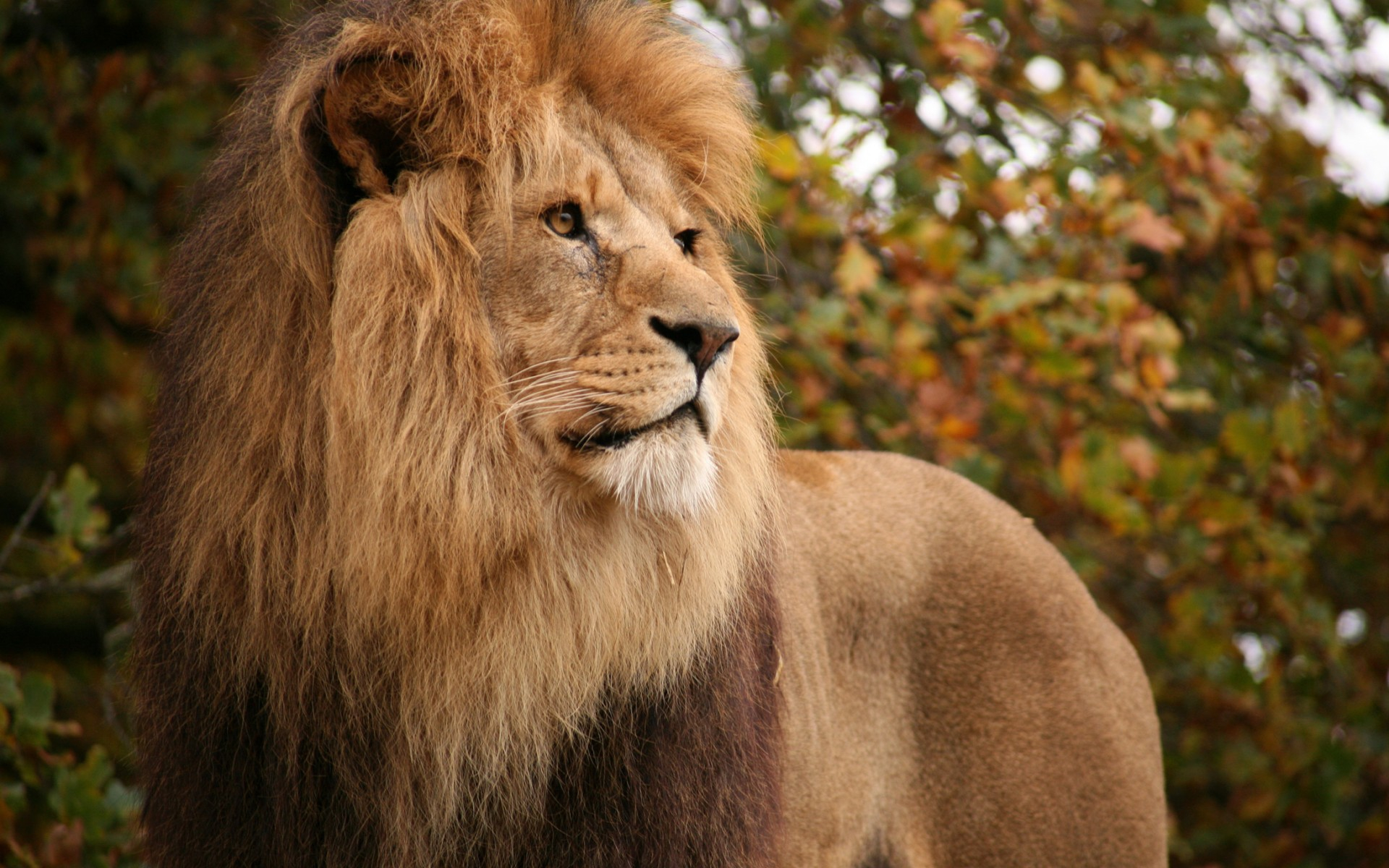 Téléchargez des papiers peints mobile Animaux, Chats, Lion gratuitement.