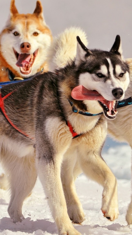 Download mobile wallpaper Dogs, Animal, Husky for free.