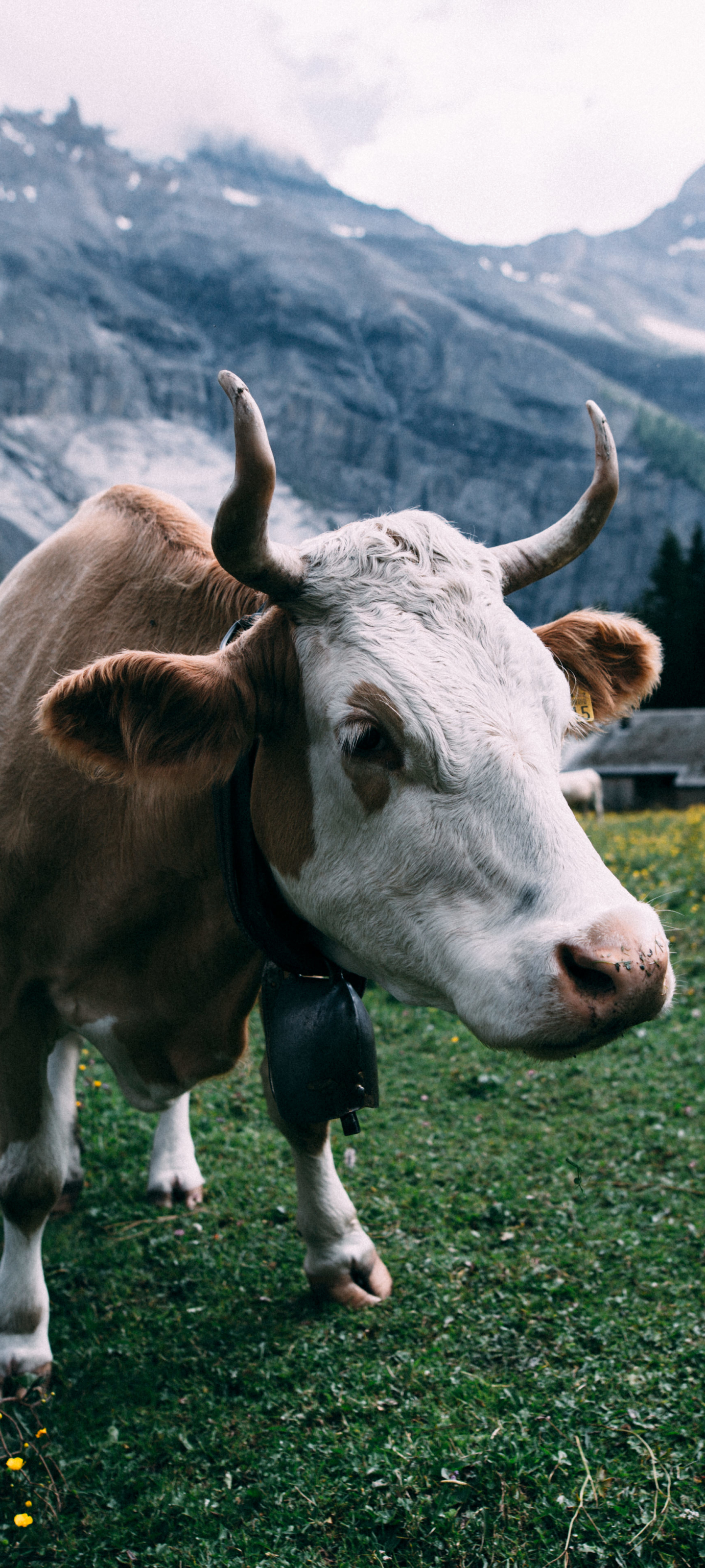 Téléchargez des papiers peints mobile Animaux, Vache gratuitement.